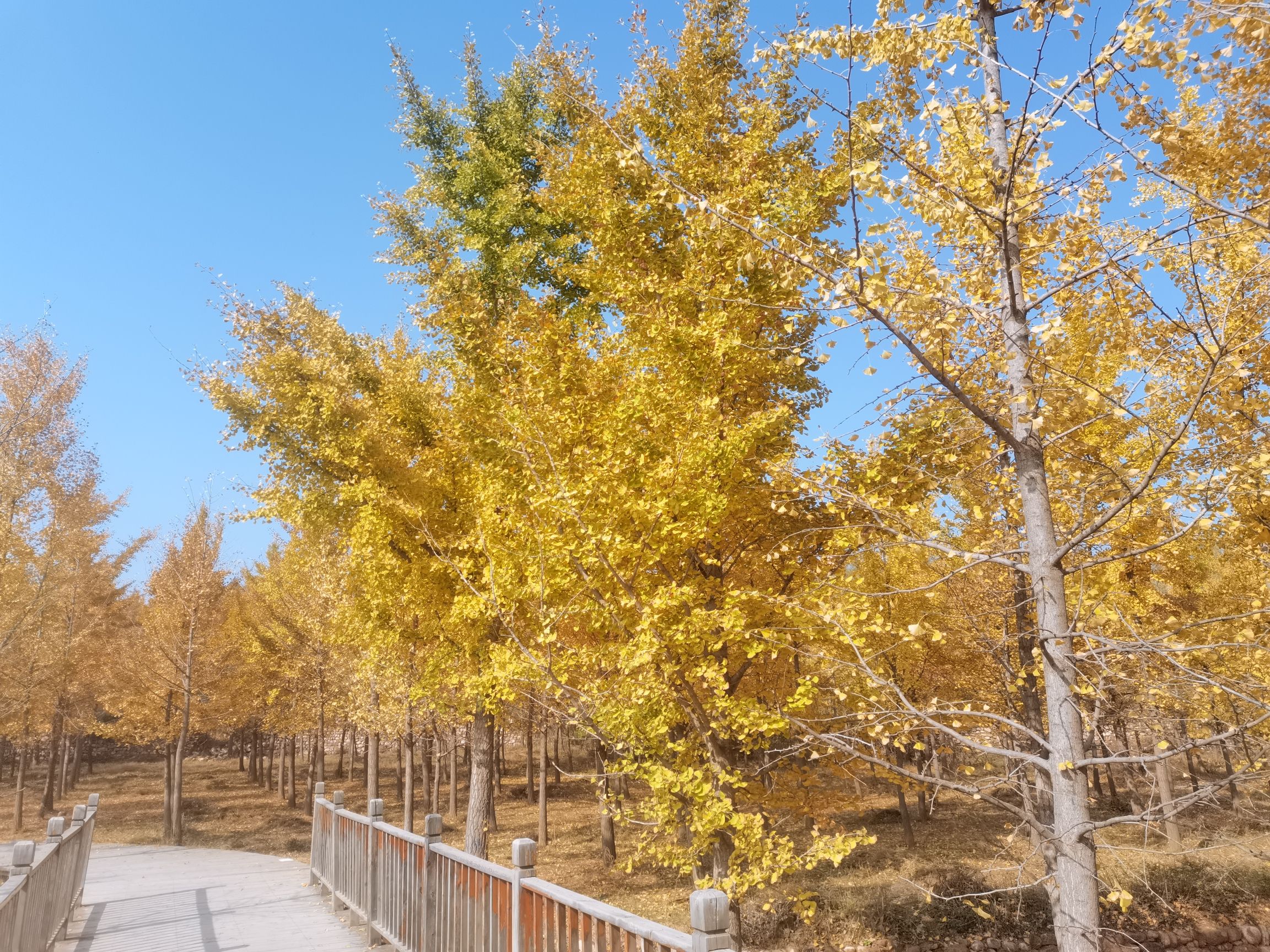 栾卸银杏景区旅行图片 3
