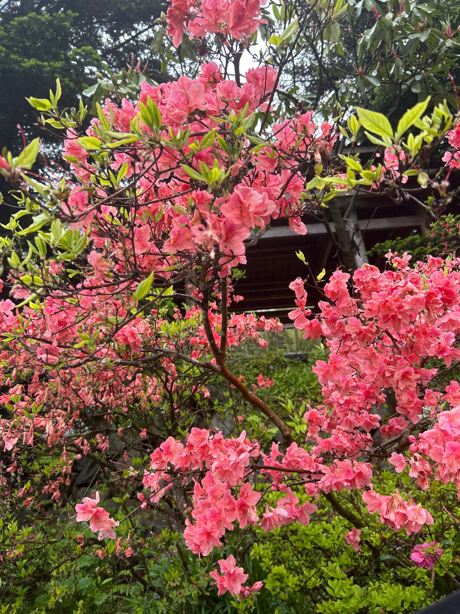 高姥山省级度假区旅行图片 1