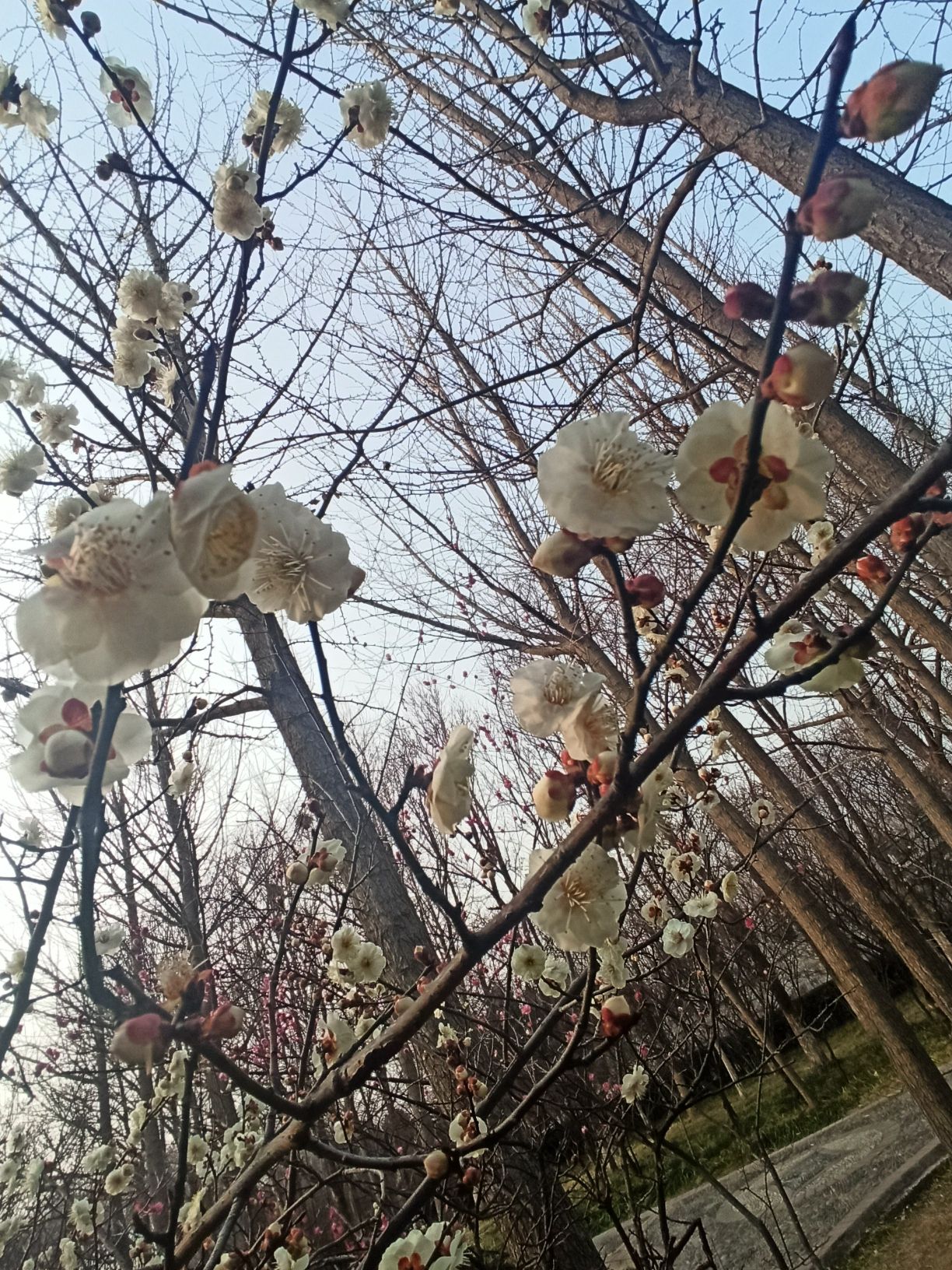 伊川建业绿色基地旅行图片 1