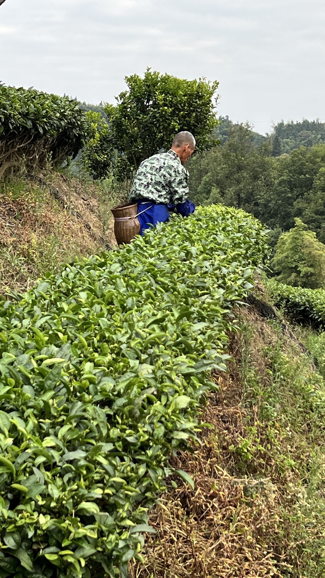 仙人山景区旅行图片 3