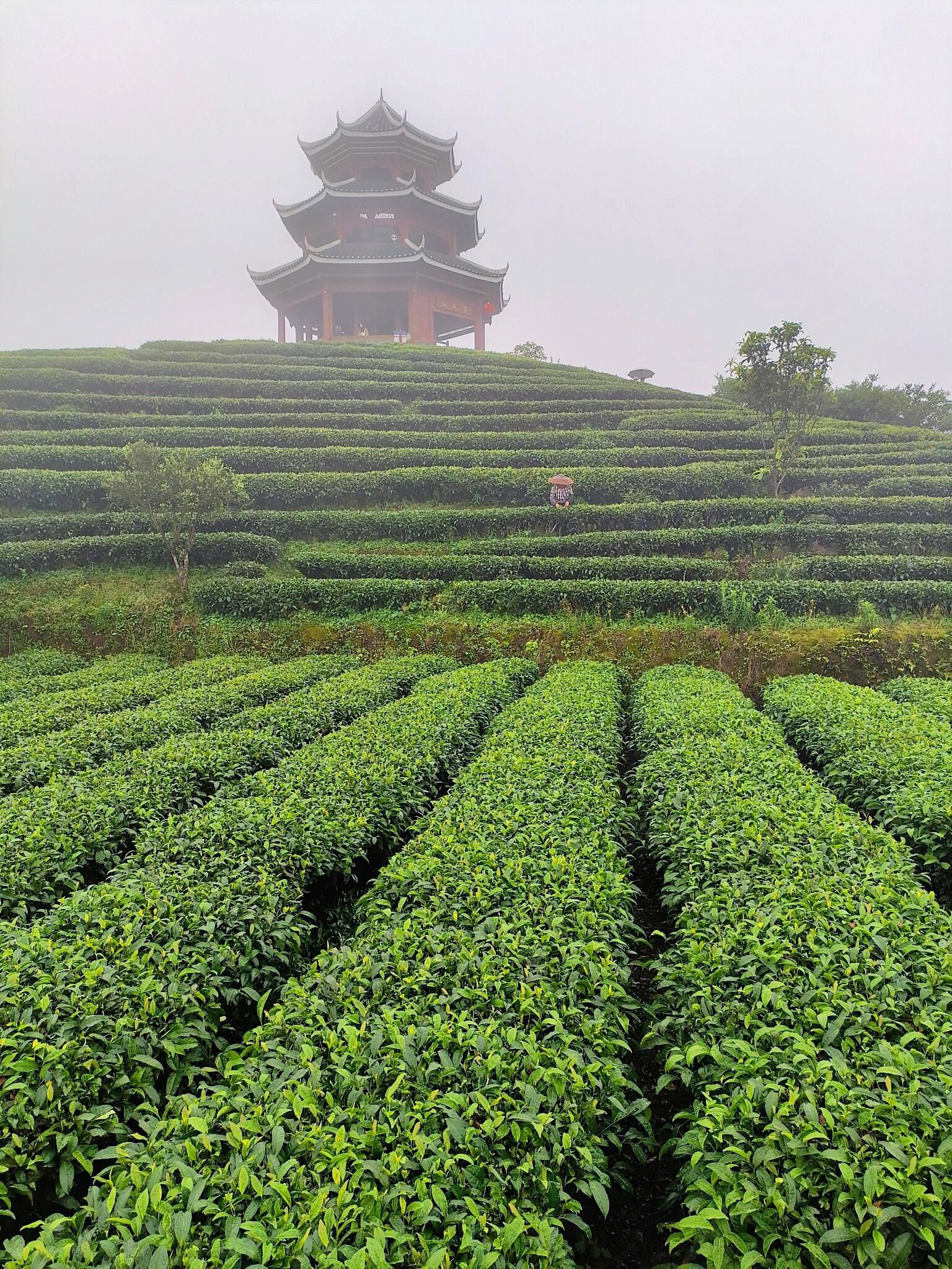 仙人山景区旅行图片 1