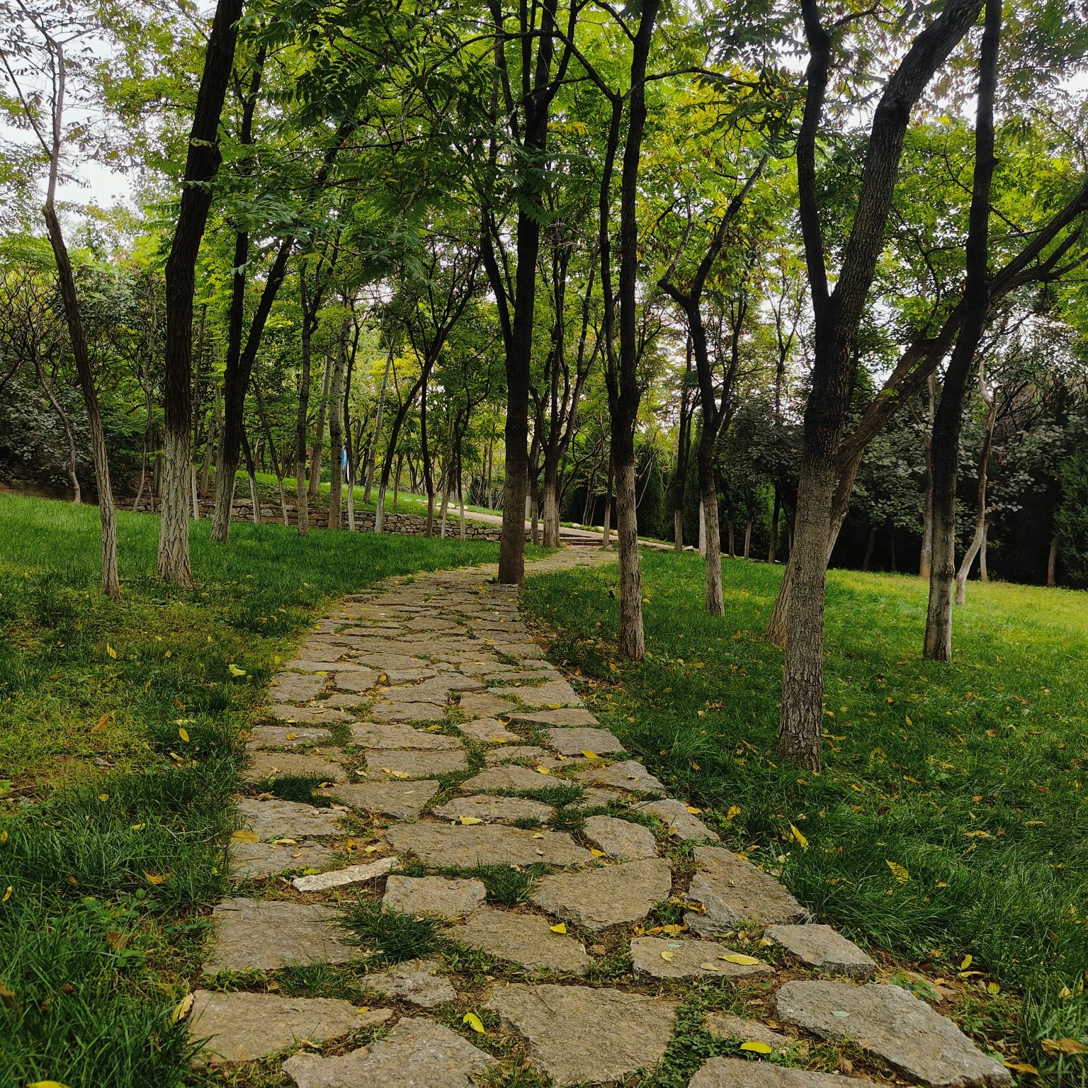 舜华三山森林公园旅行图片 3