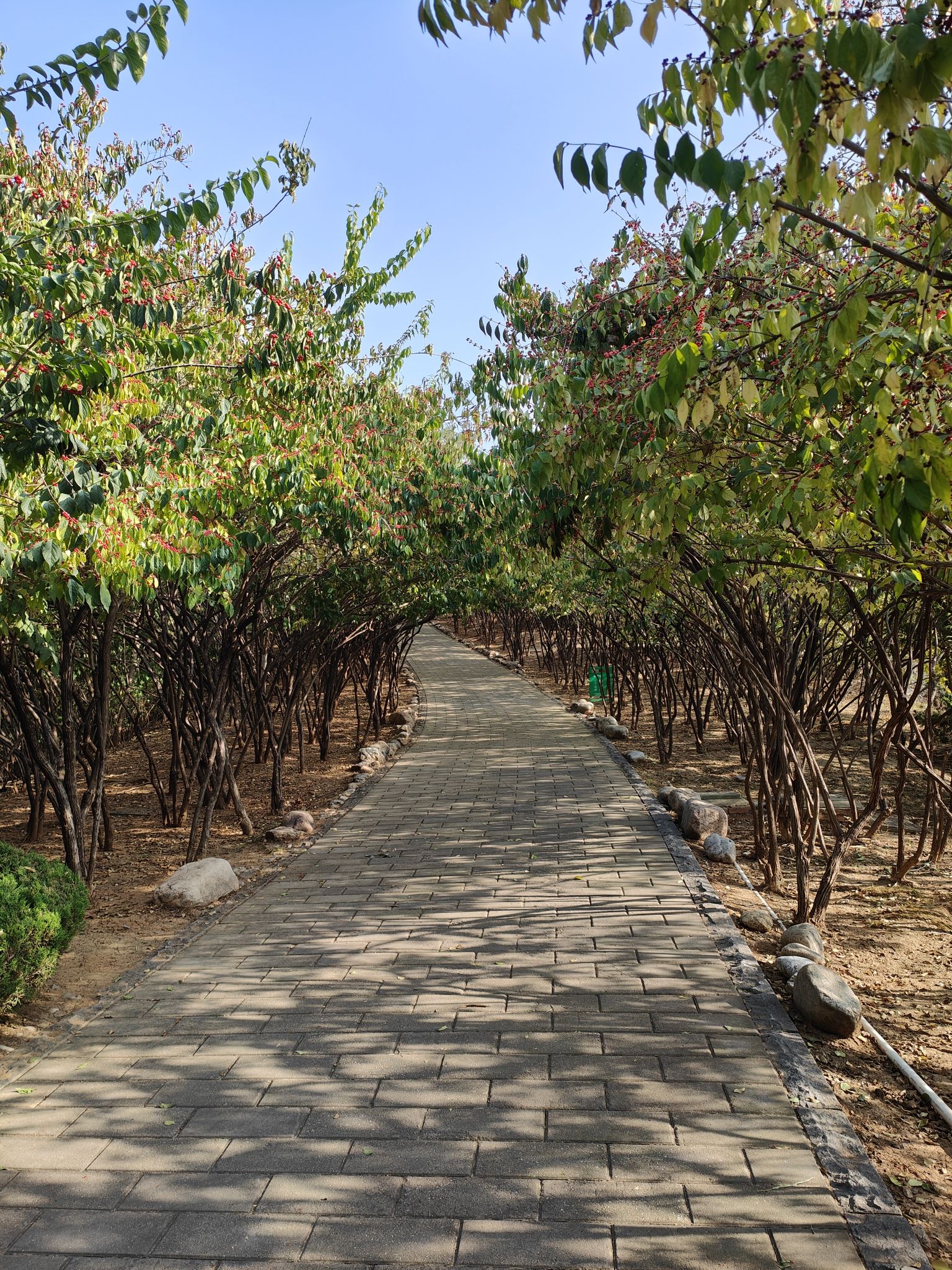 舜华三山森林公园旅行图片 1