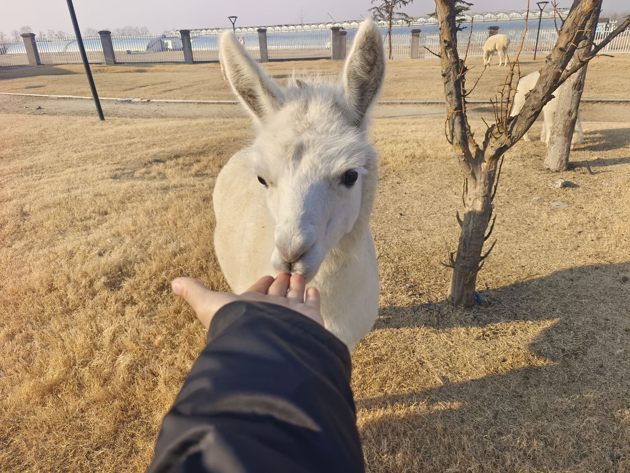 神农时代文化旅游区旅行图片 2