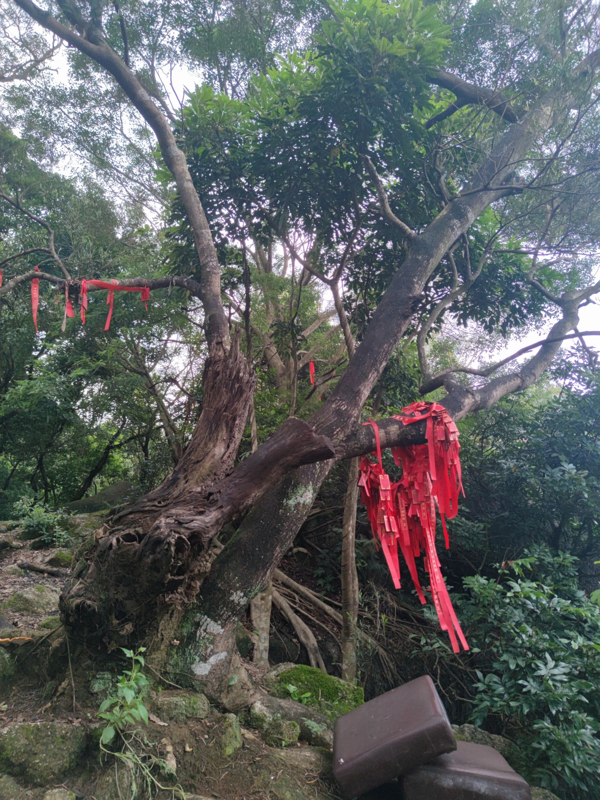 观音山旅行图片 1