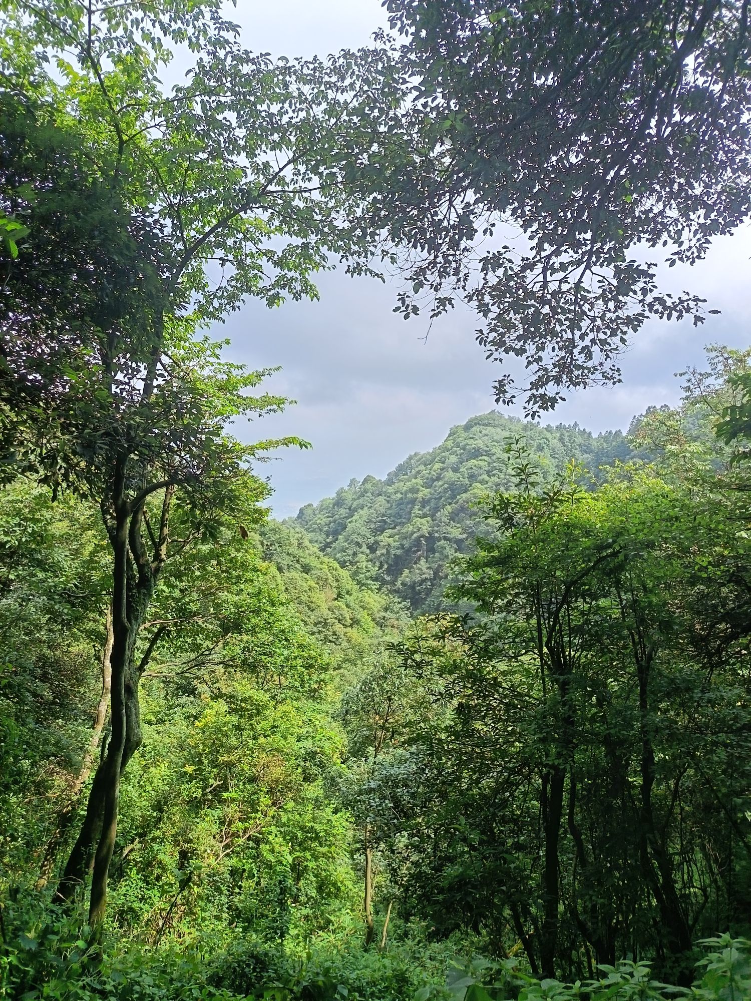 云山国家森林公园旅行图片 2