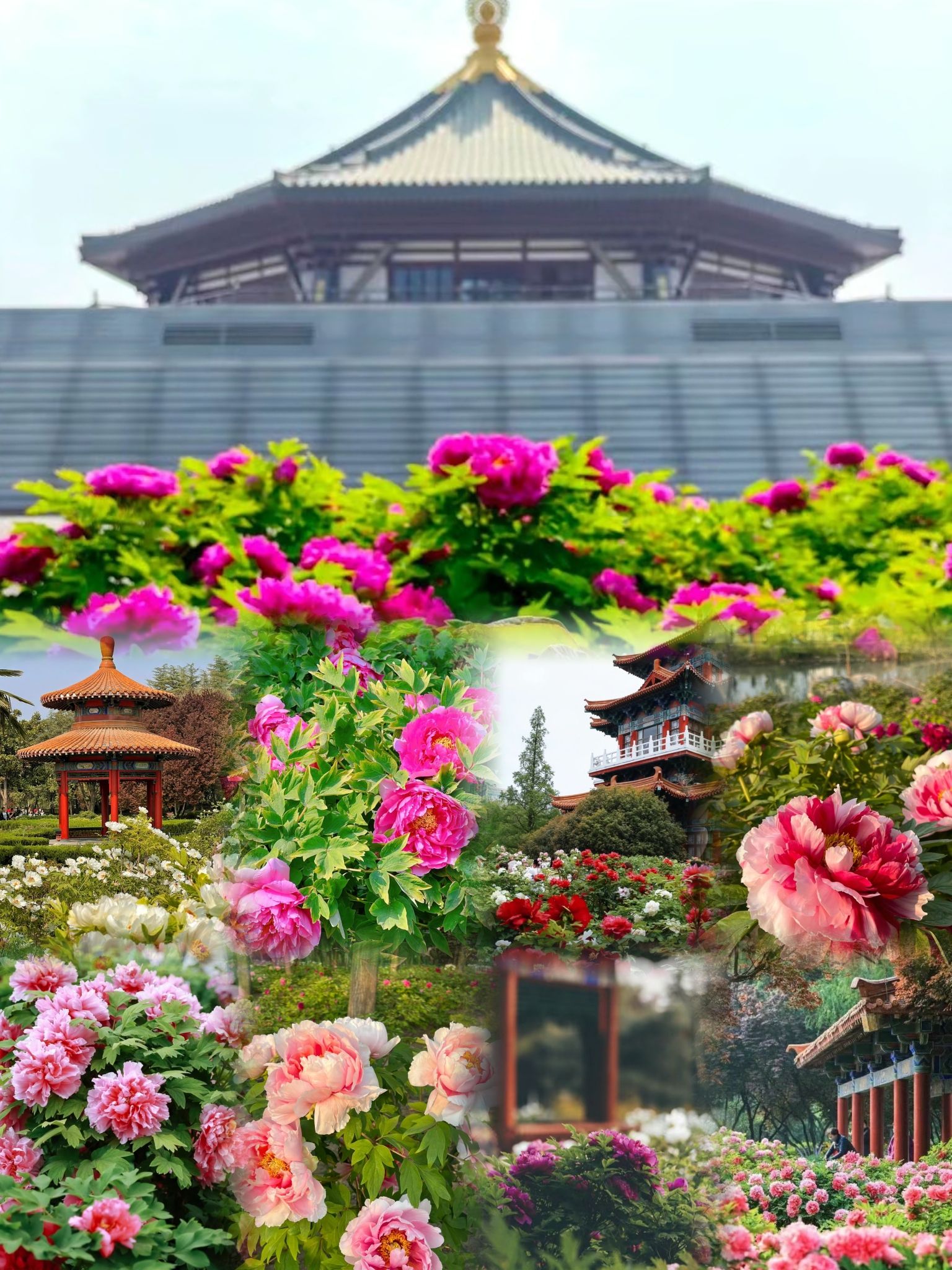 花王牡丹园旅行图片 2