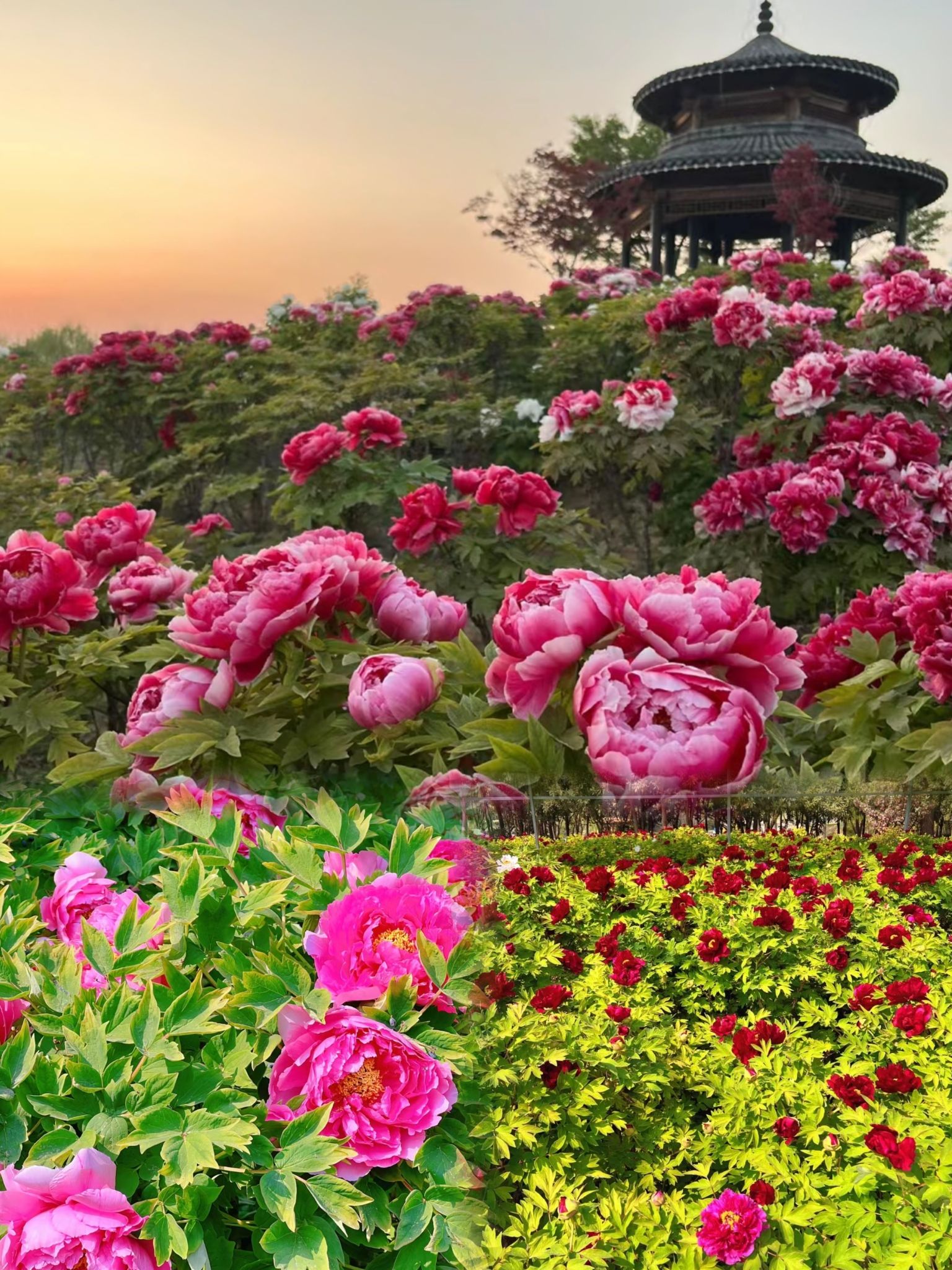 花王牡丹园旅行图片 3