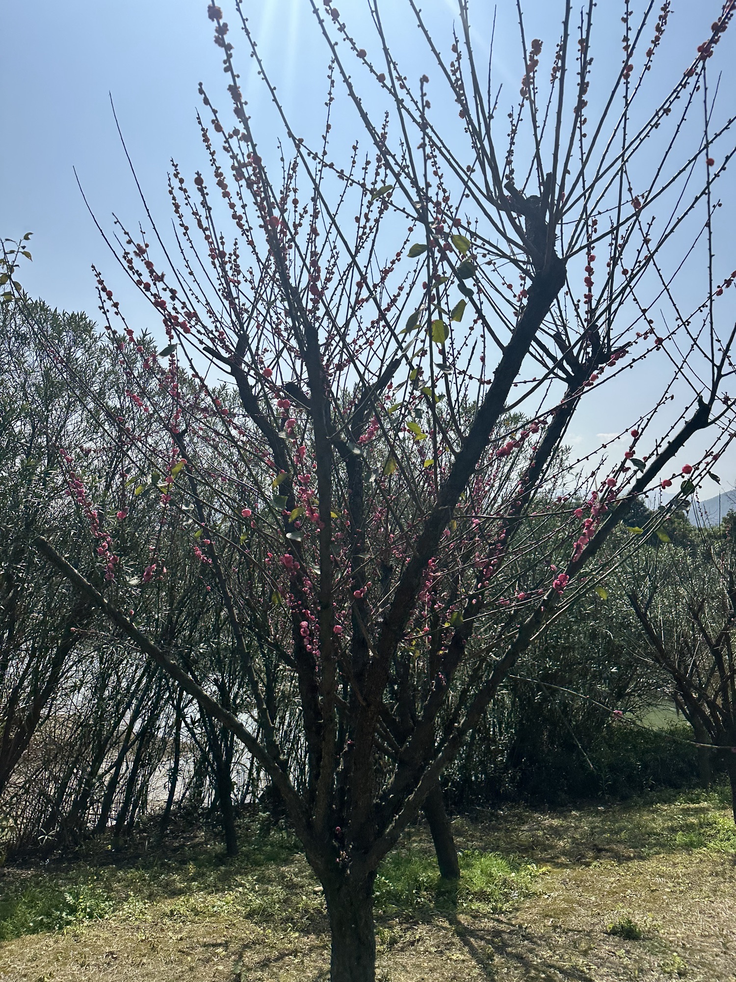 闽侯法治廉政文化公园旅行图片 3