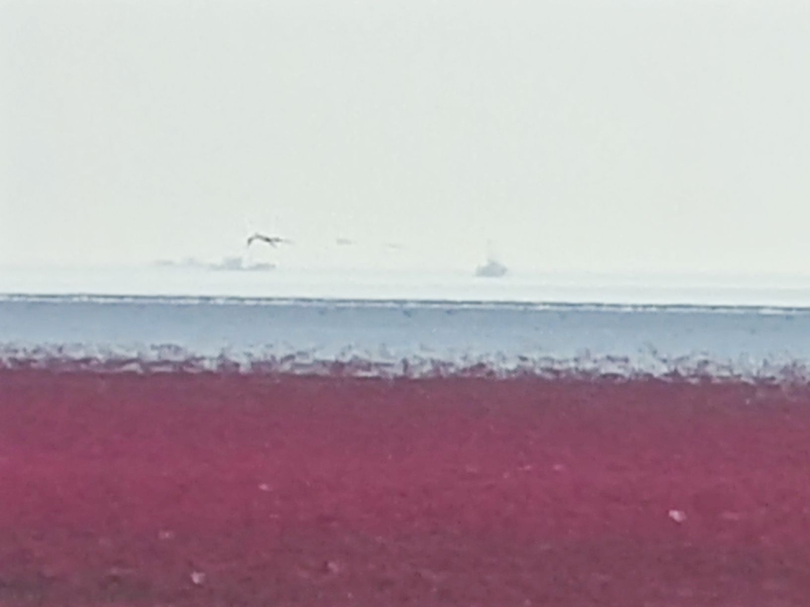 北海红海滩旅行图片 2