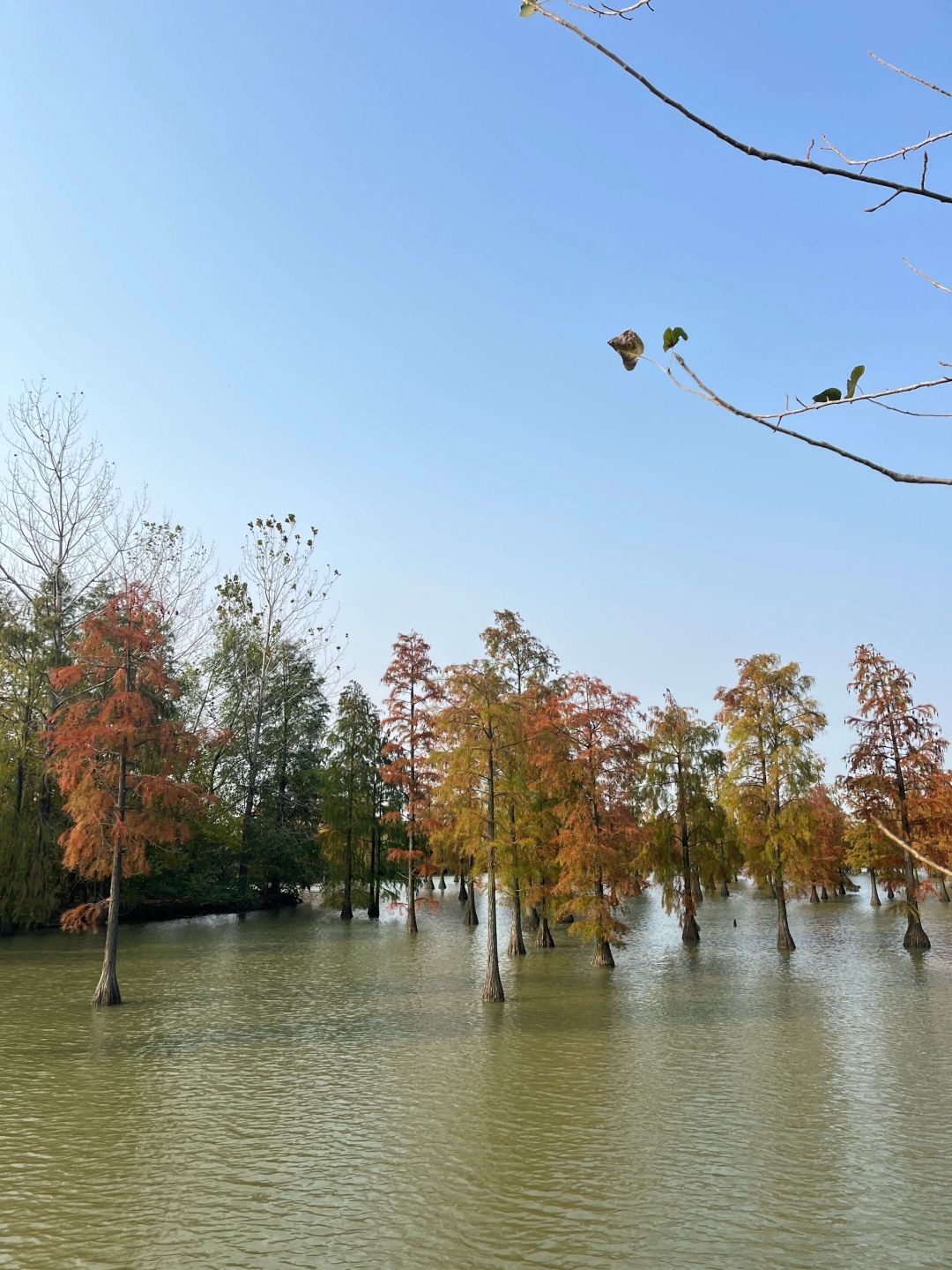 池杉湖国家湿地公园旅行图片 1