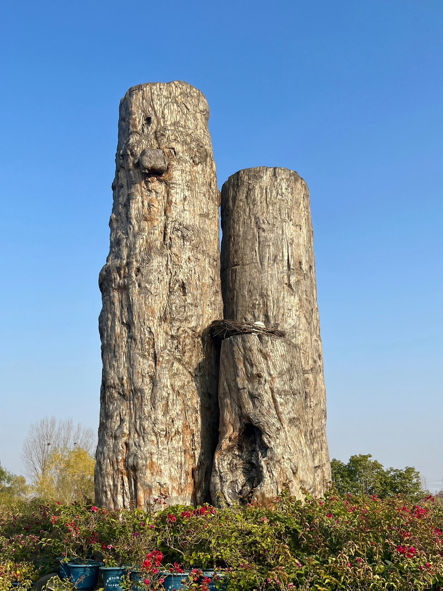池杉湖国家湿地公园旅行图片 3