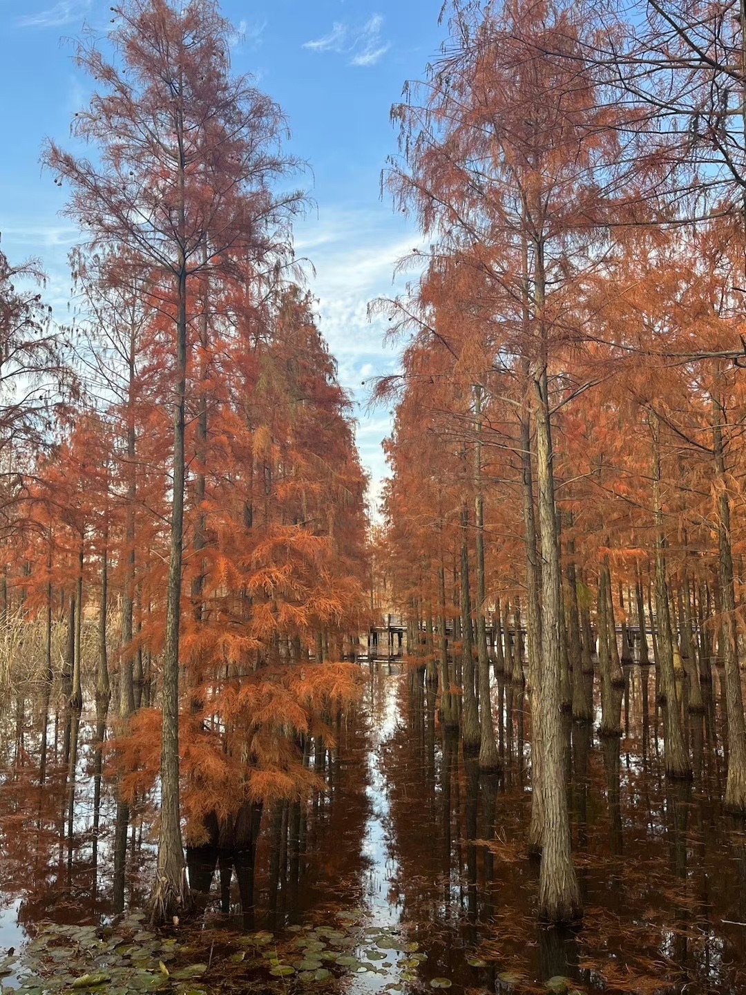 池杉湖国家湿地公园旅行图片 1