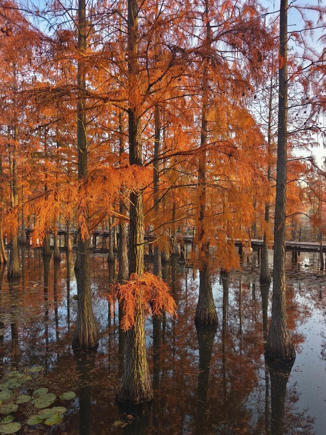 池杉湖国家湿地公园旅行图片 3