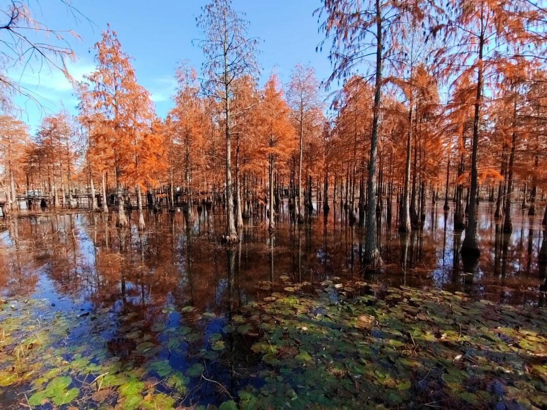 池杉湖国家湿地公园旅行图片 2