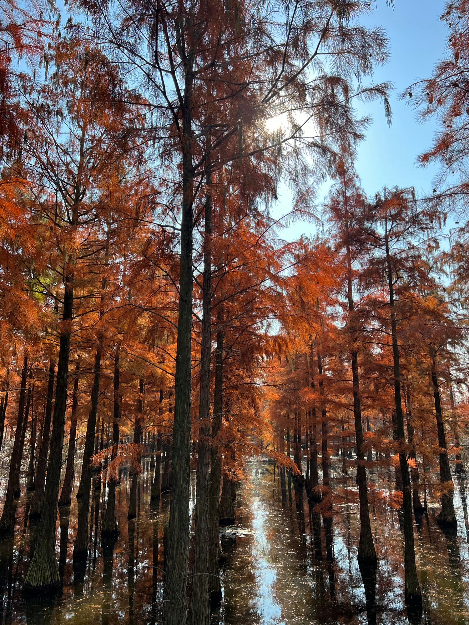 池杉湖国家湿地公园旅行图片 2