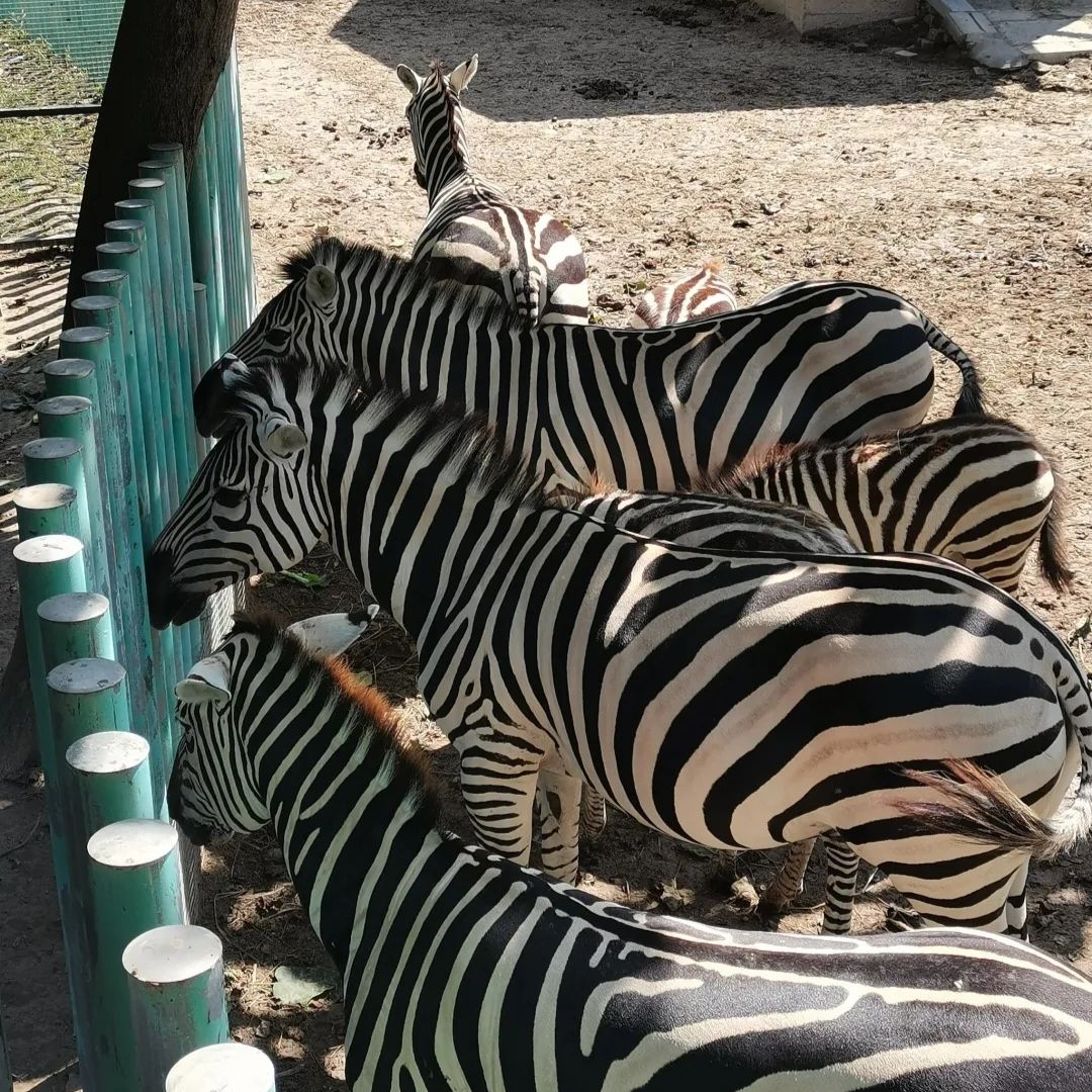 濮阳东北庄野生动物园旅行图片 3