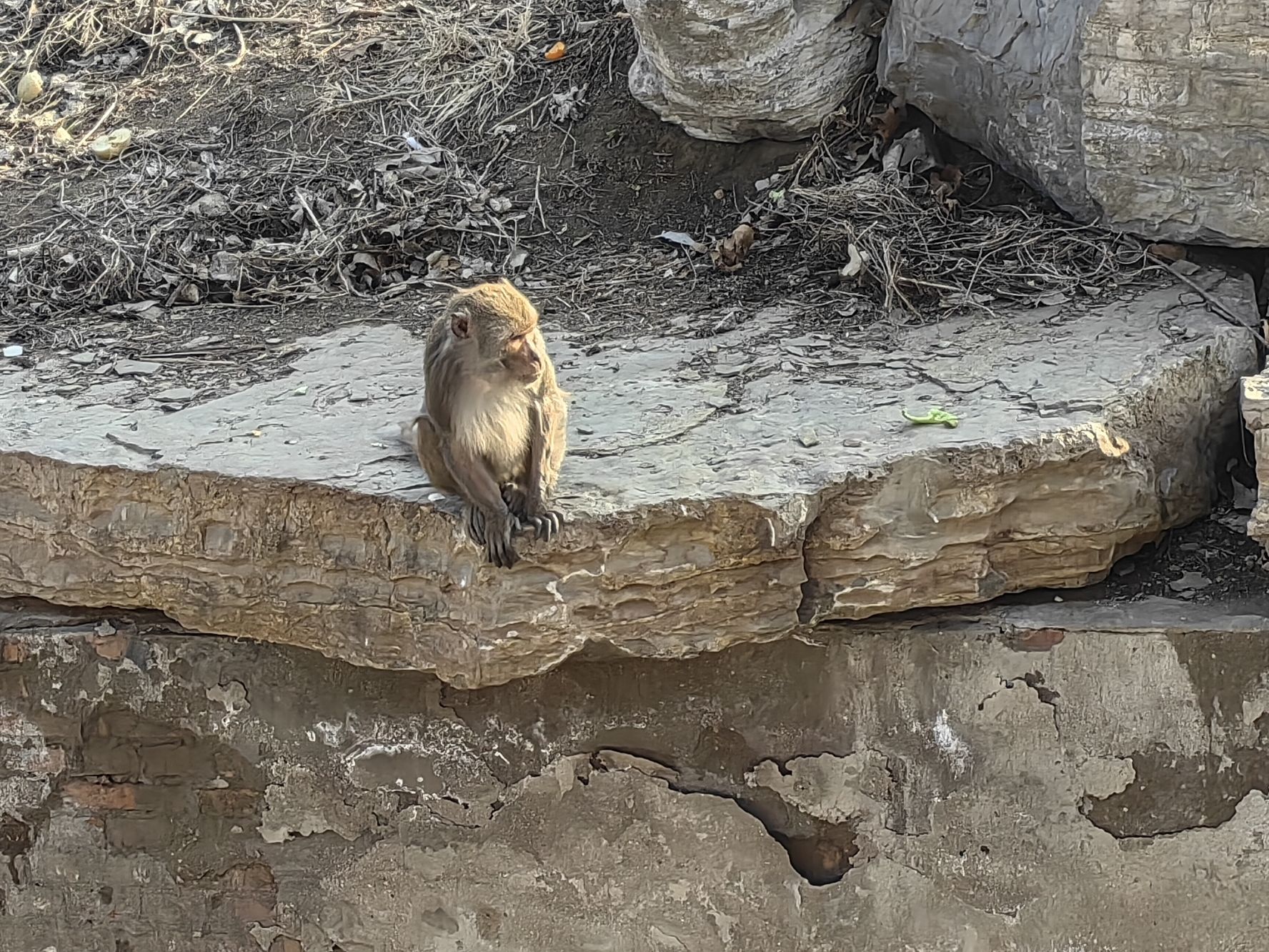 濮阳东北庄野生动物园旅行图片 3