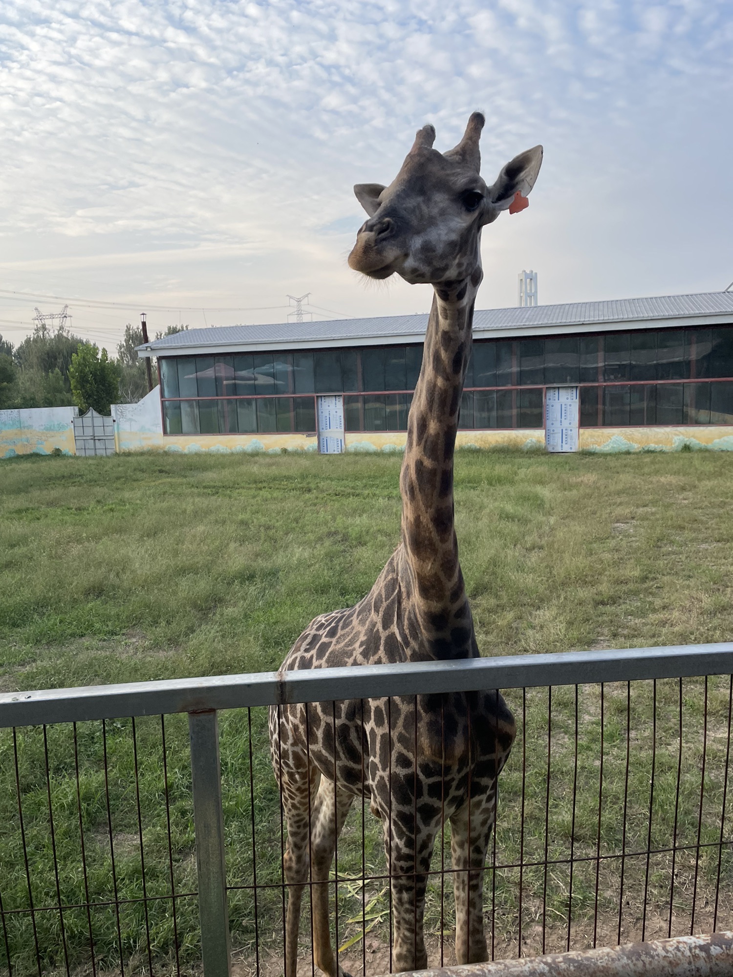濮阳东北庄野生动物园旅行图片 1