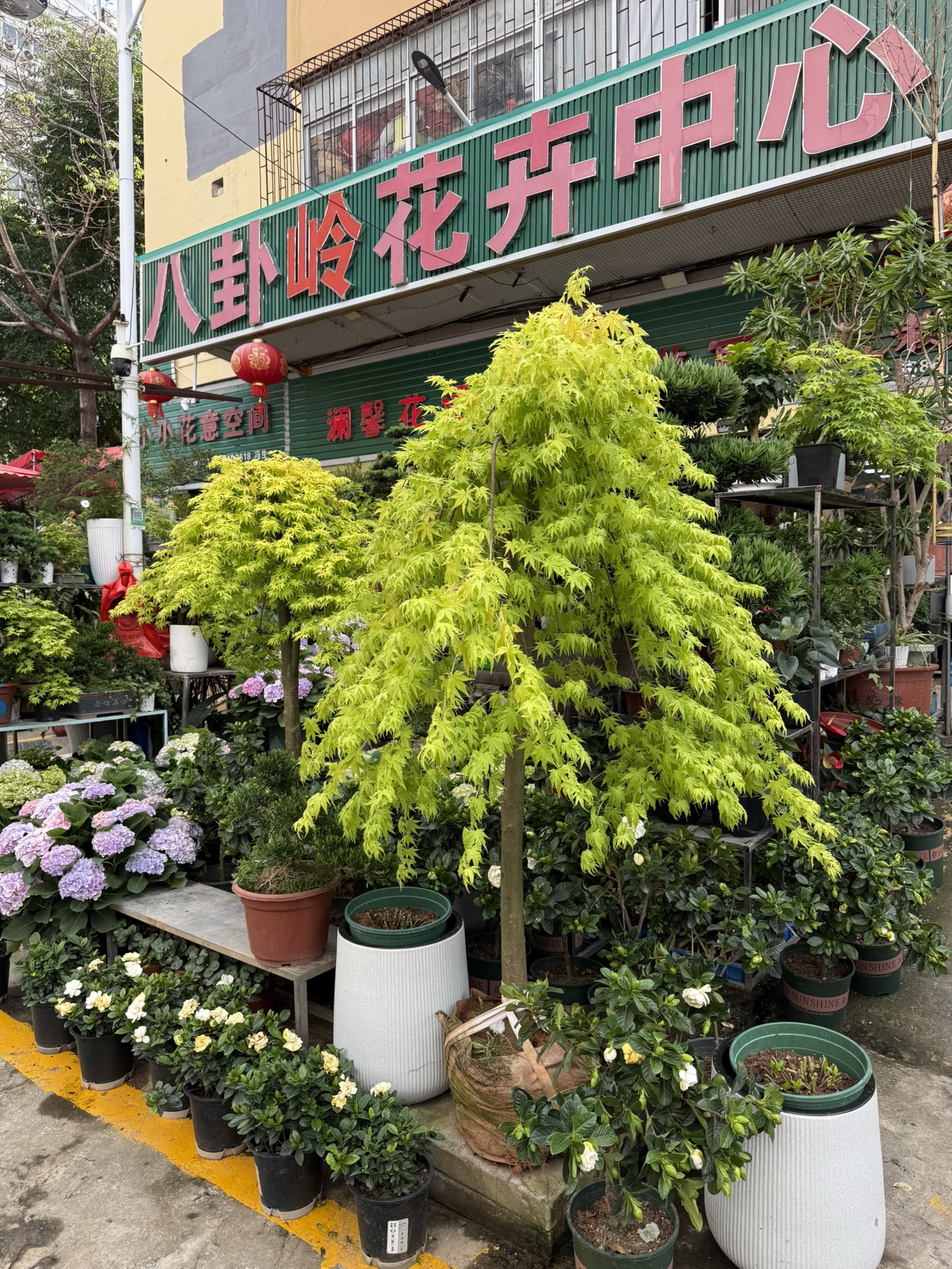 八卦岭花卉中心