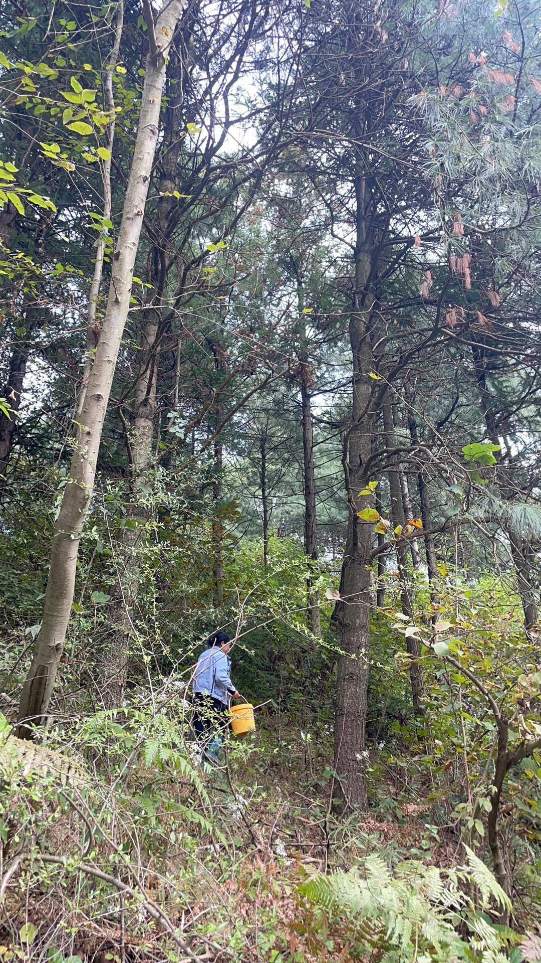 峰泰湖森林公园旅行图片 2