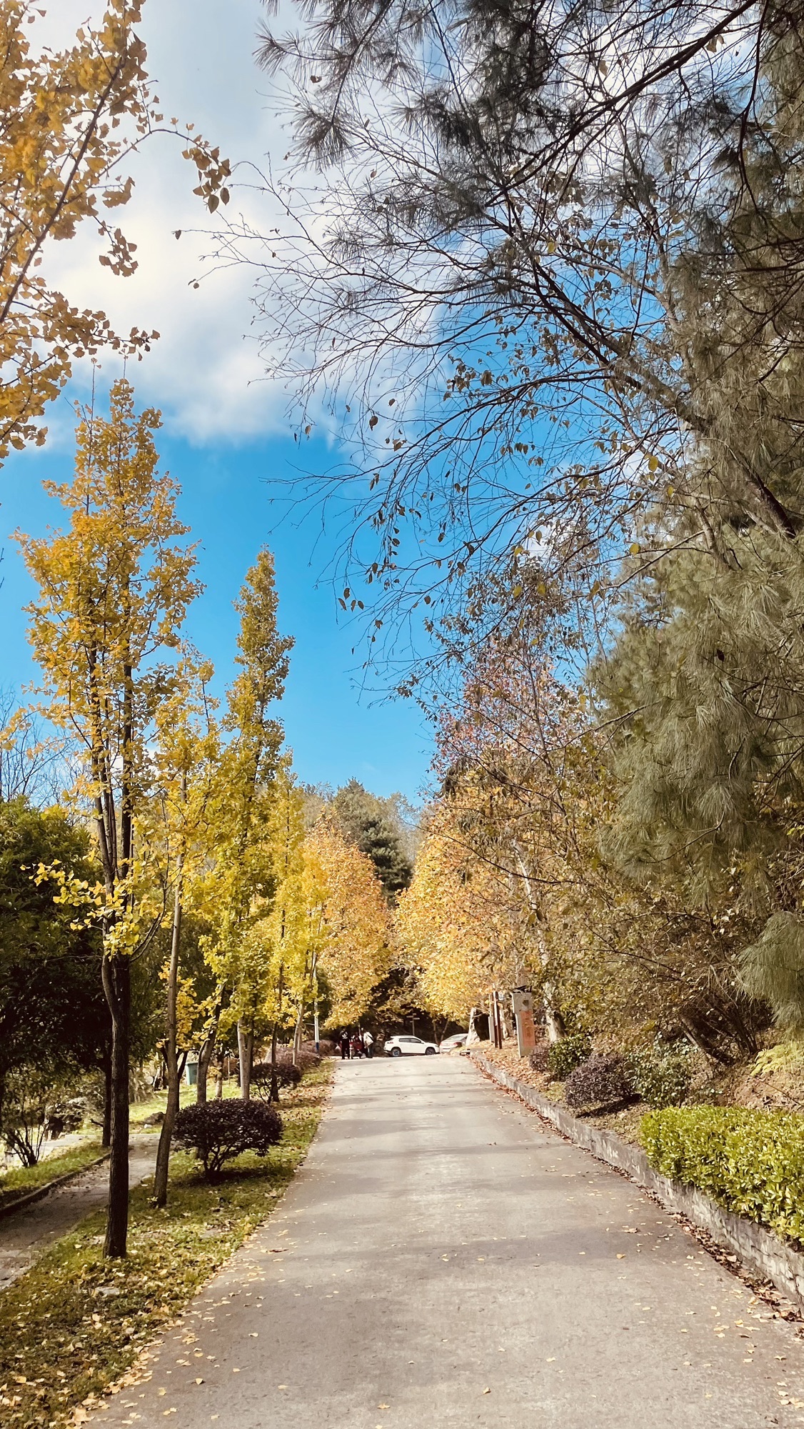 峰泰湖森林公园旅行图片 1
