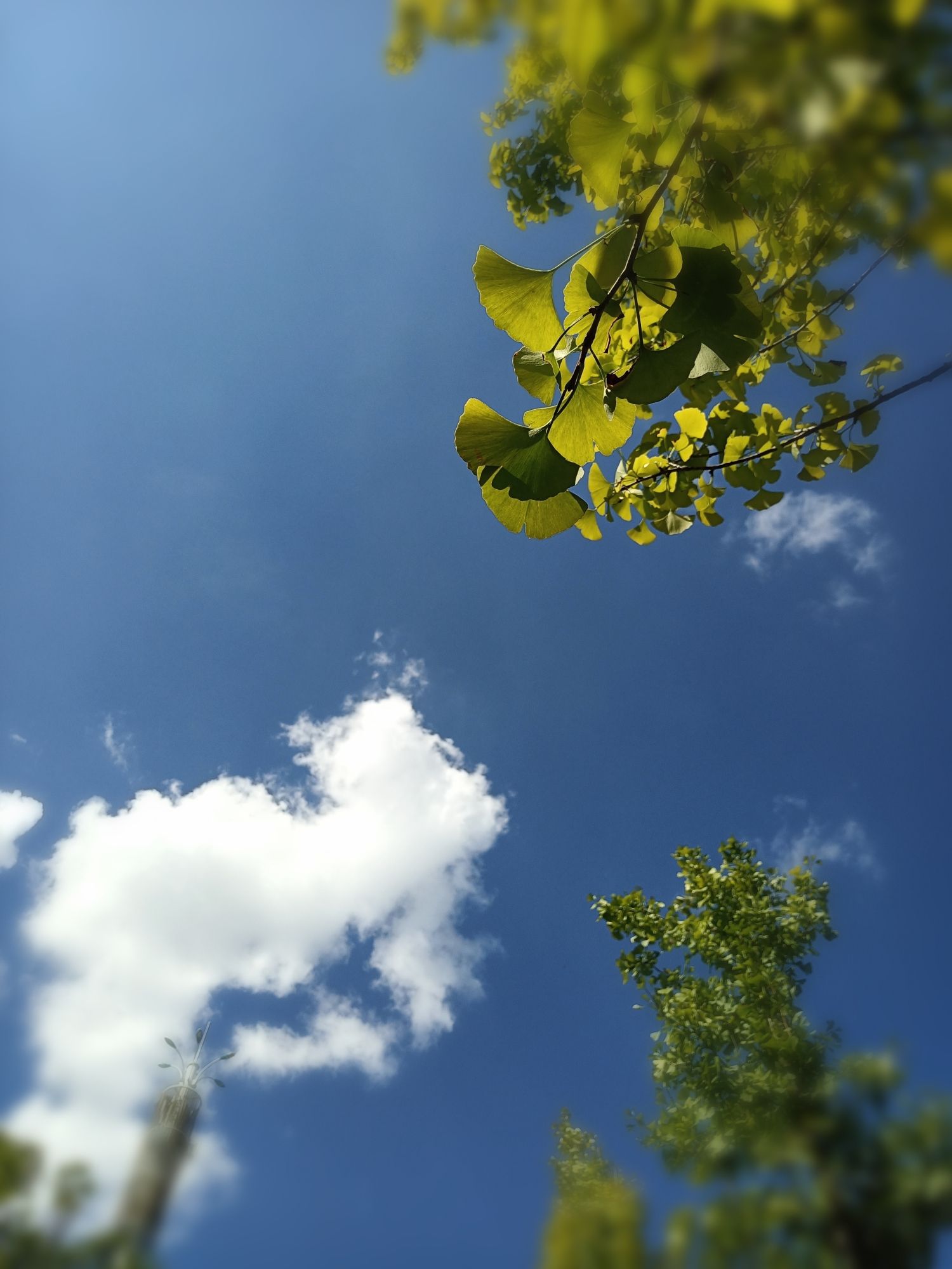 峰泰湖森林公园旅行图片 1