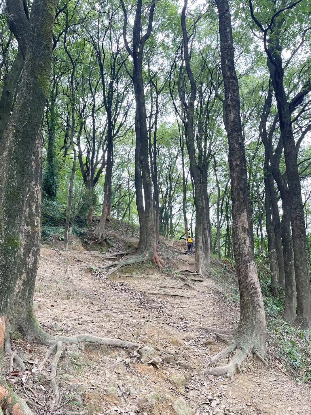 清水溪步道旅行图片 2