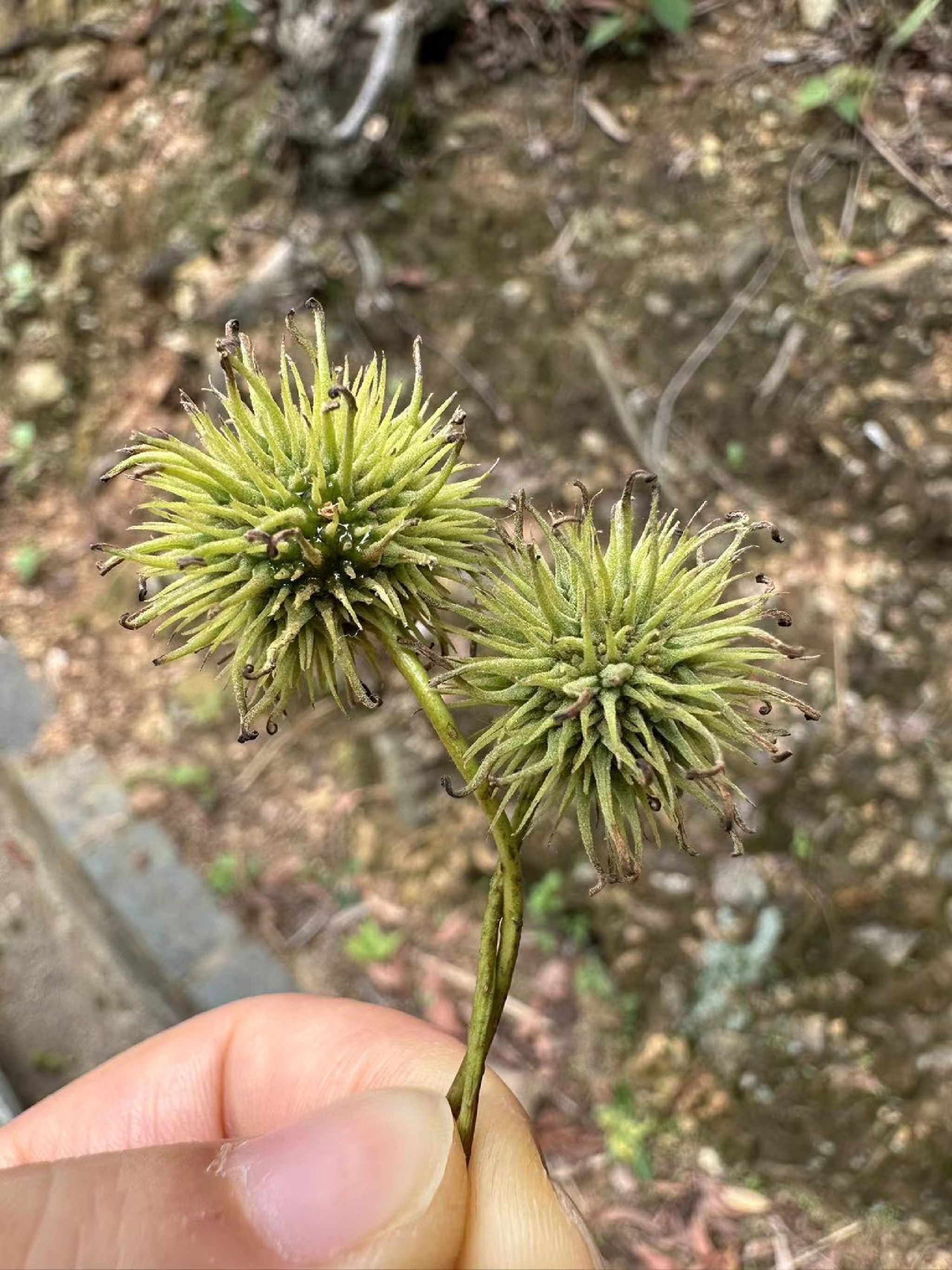 羚羊峡古栈道森林公园旅行图片 2