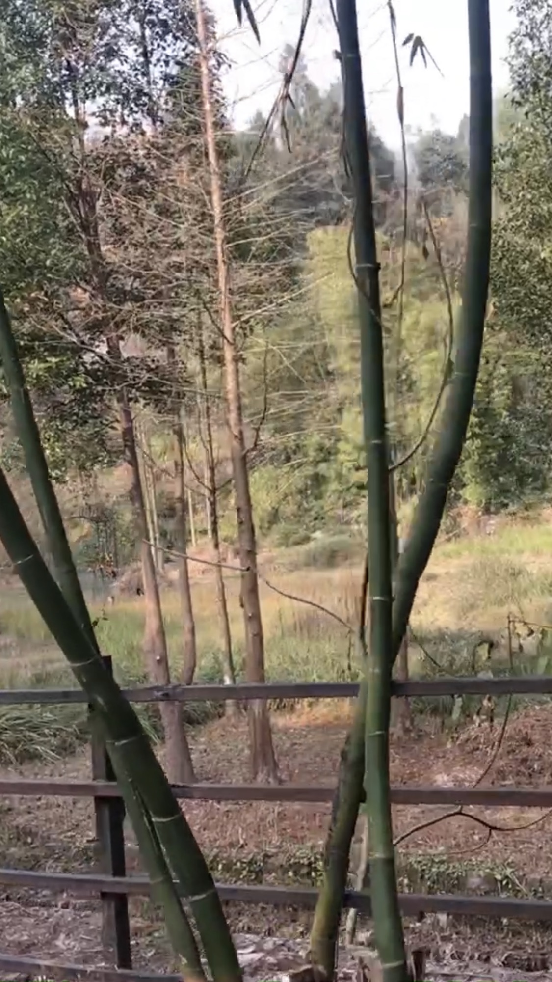 马朝香谷生态艺术村旅行图片 1