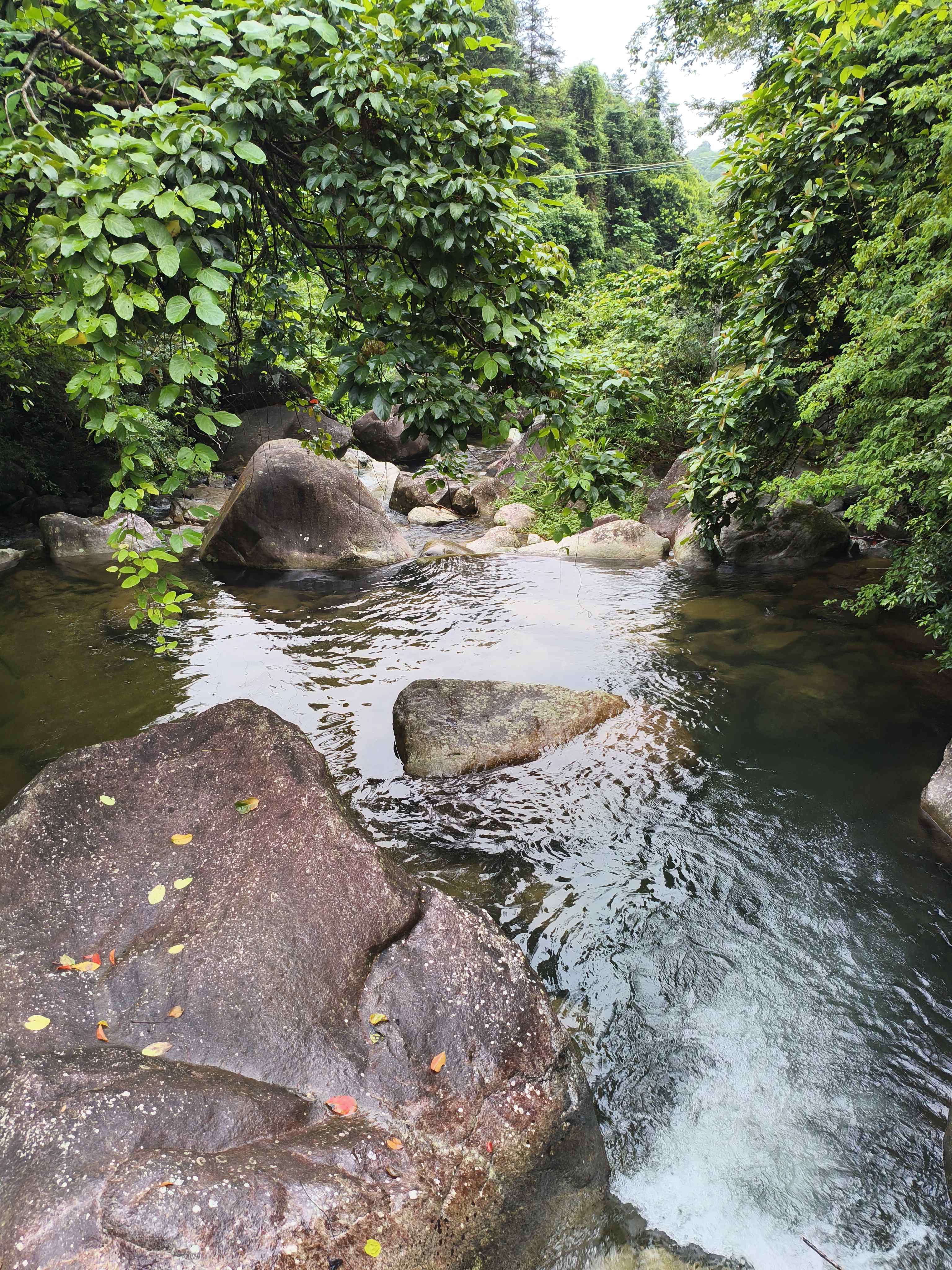 防城区扶隆镇电六村禾雀谷景区旅行图片 1
