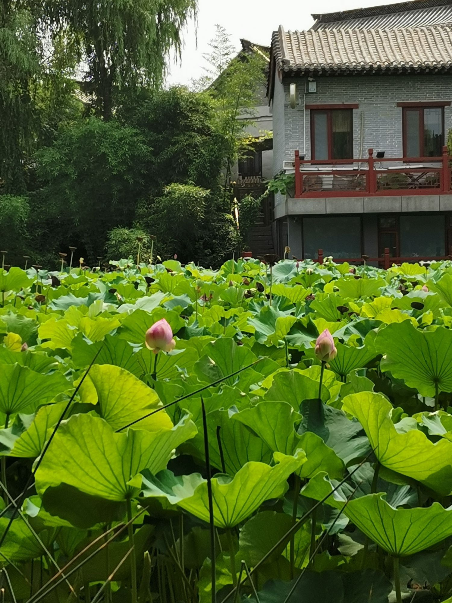 青州市南阳河景区旅行图片 1
