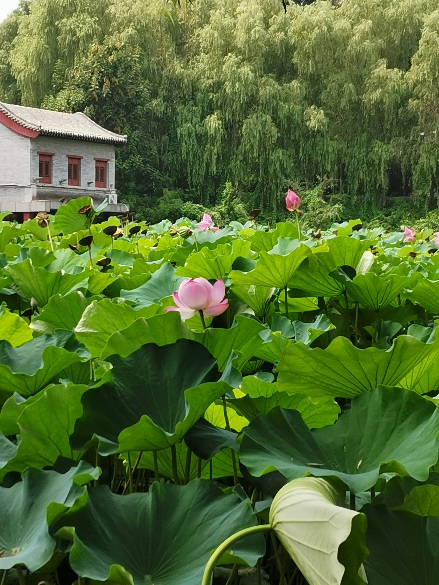 青州市南阳河景区旅行图片 2