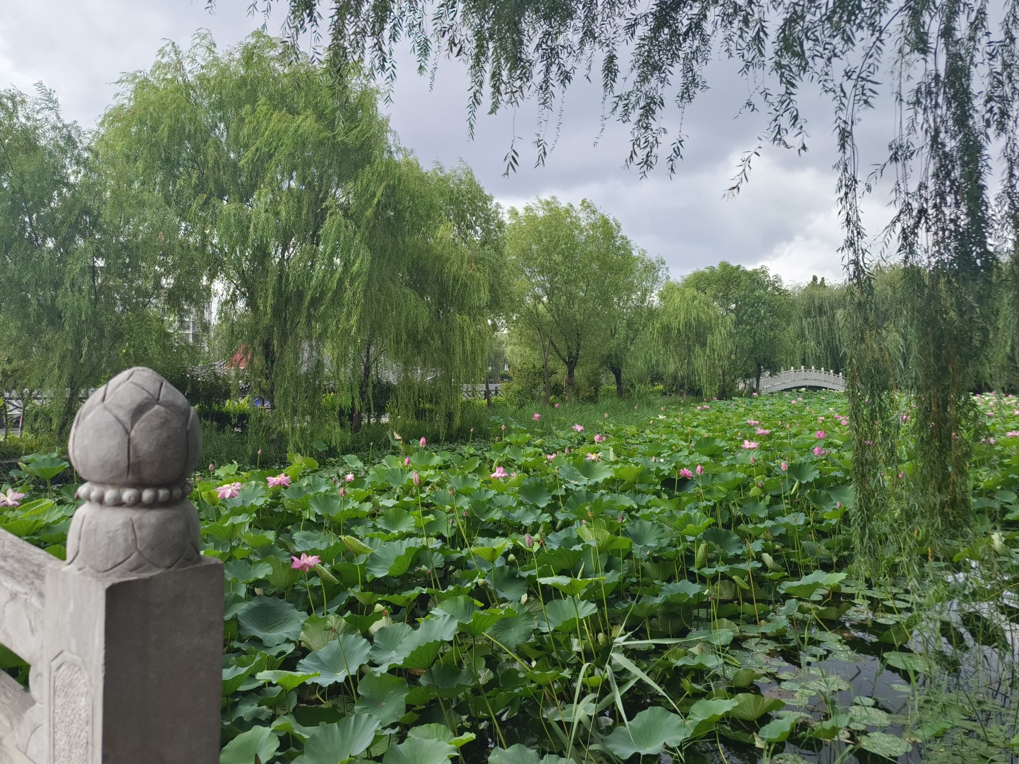 青州市南阳河景区旅行图片 2