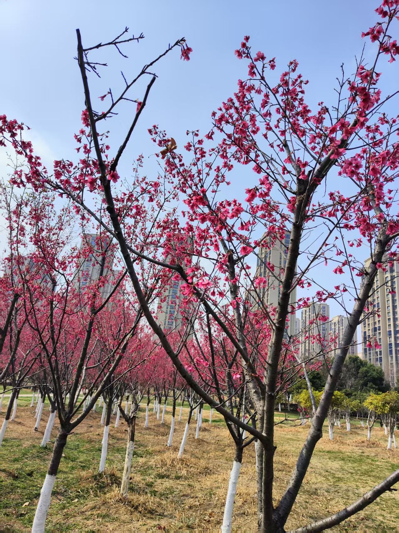 学林体育公园旅行图片 1