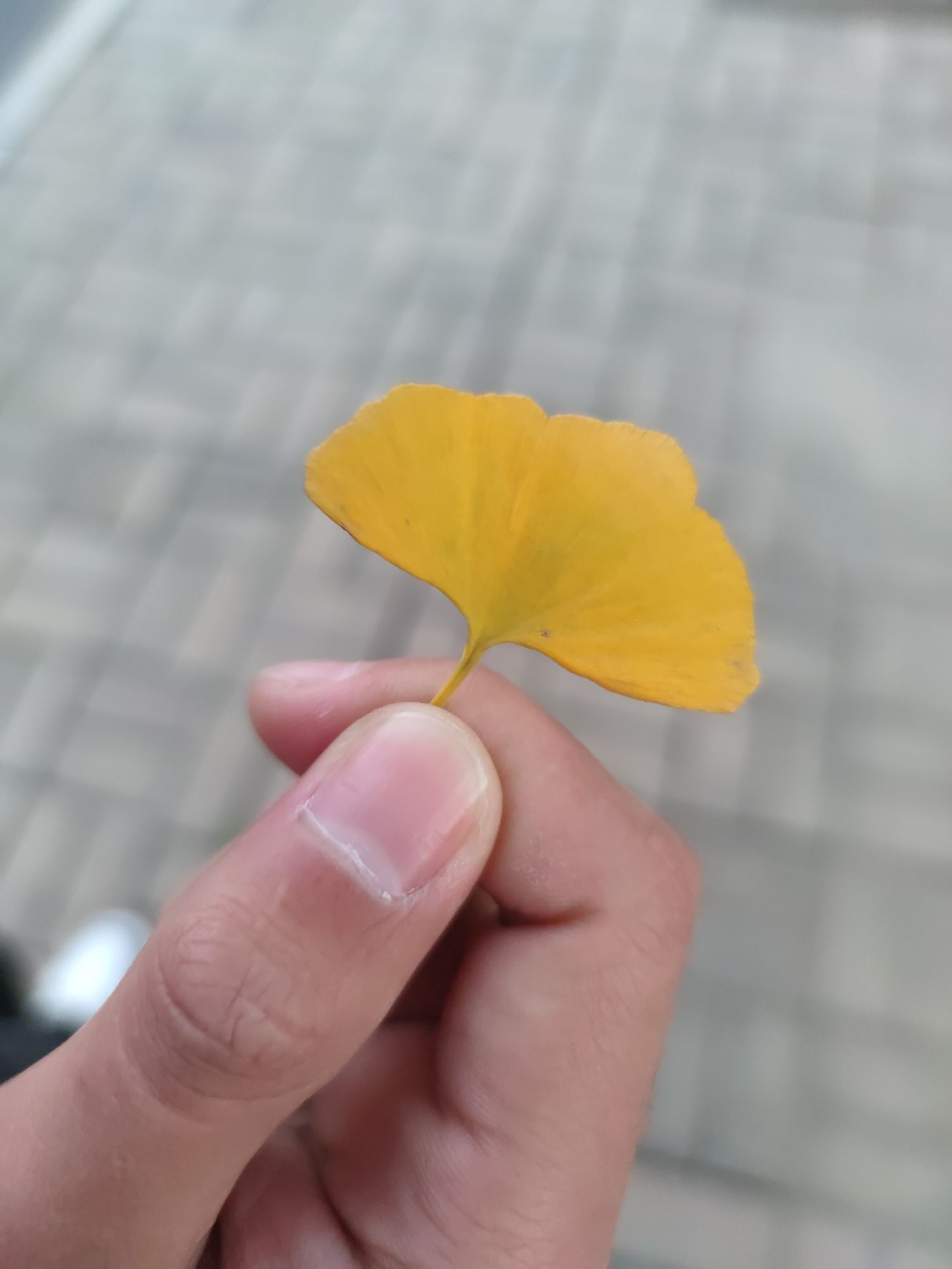 学林体育公园旅行图片 3