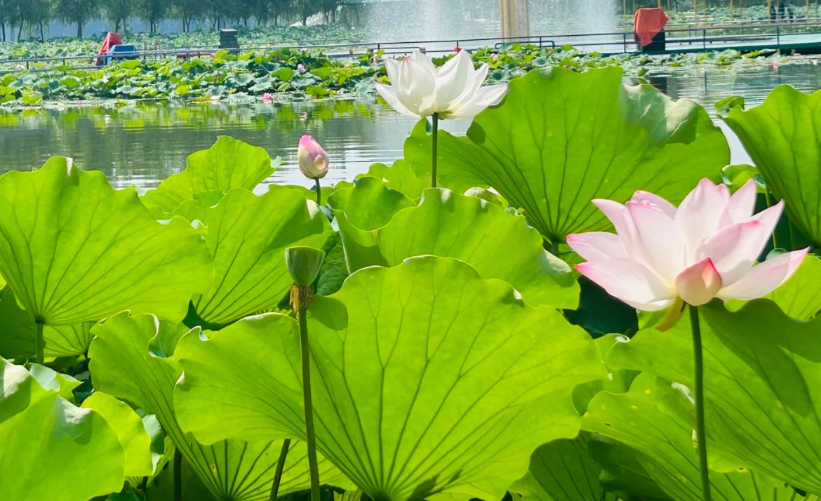 湛河源莲花湿地景点图片