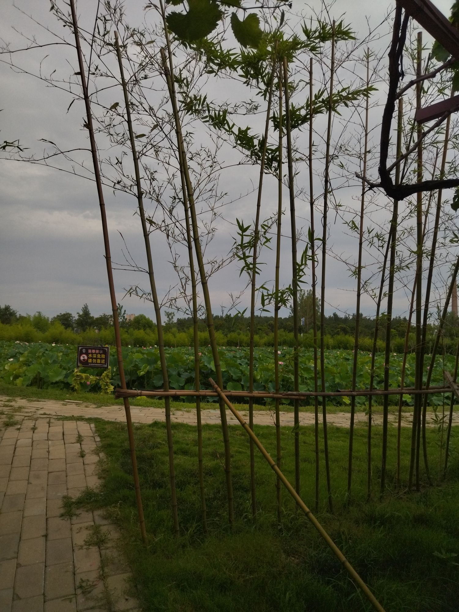湛河源莲花湿地旅行图片 3