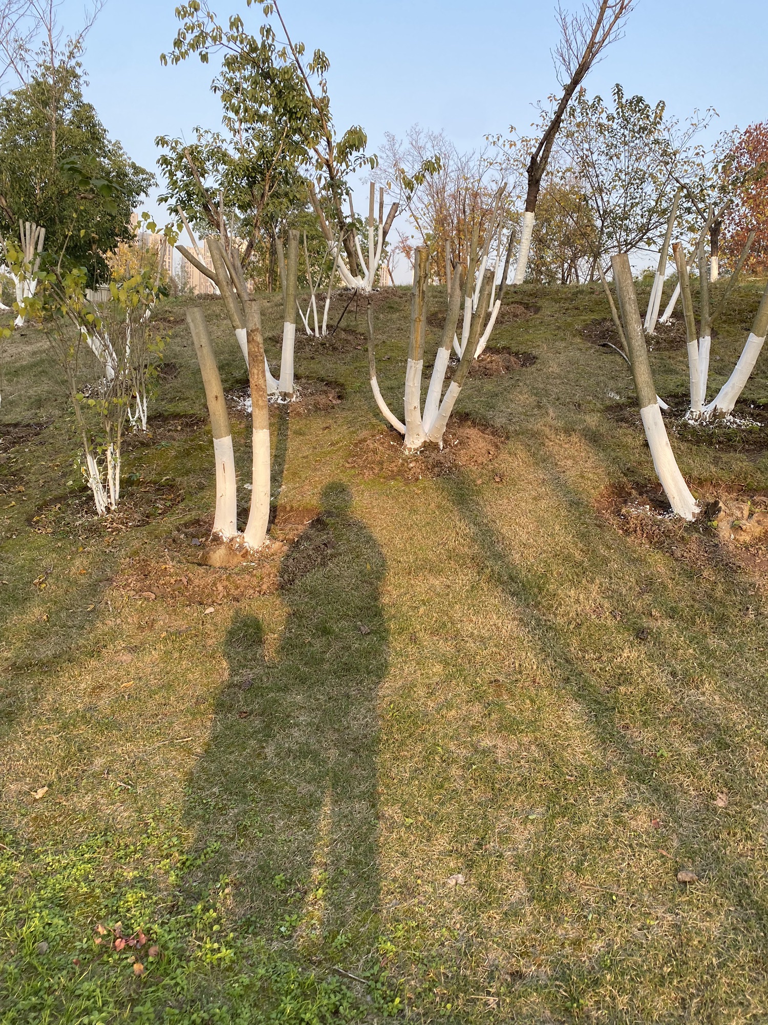 金州公园旅行图片 2