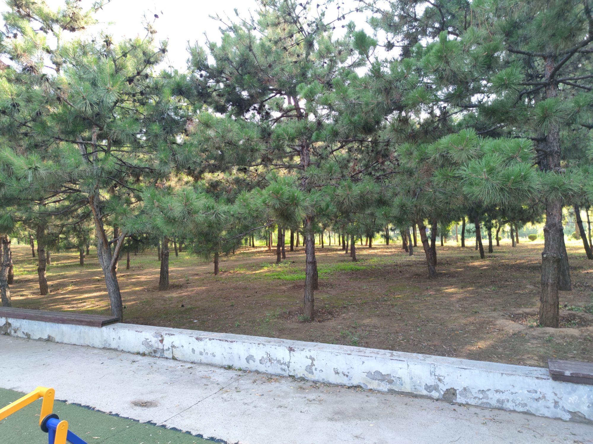 平谷新城滨河森林公园旅行图片 2
