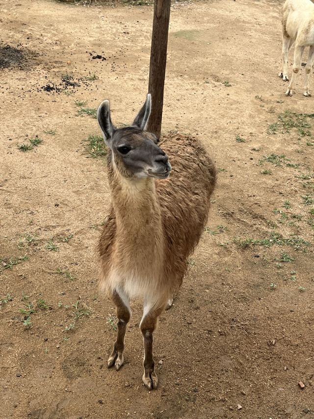 曲阜动物园旅行图片 3