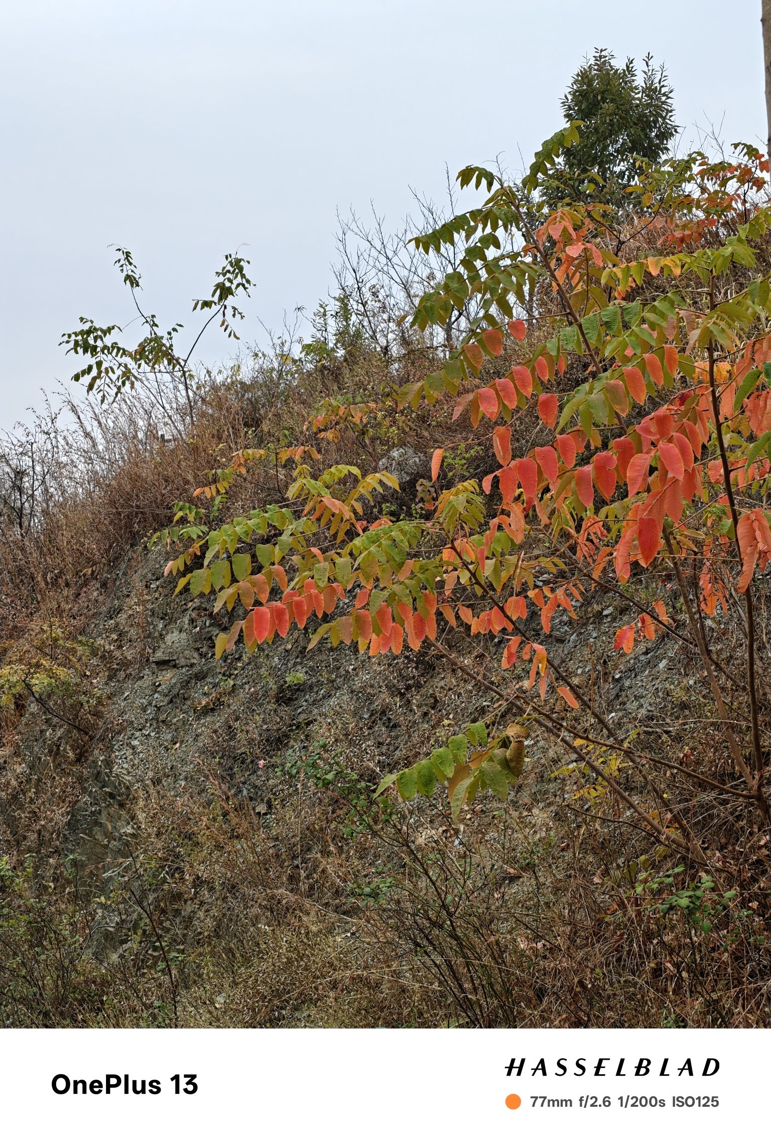 青峰山森林公园旅行图片 1