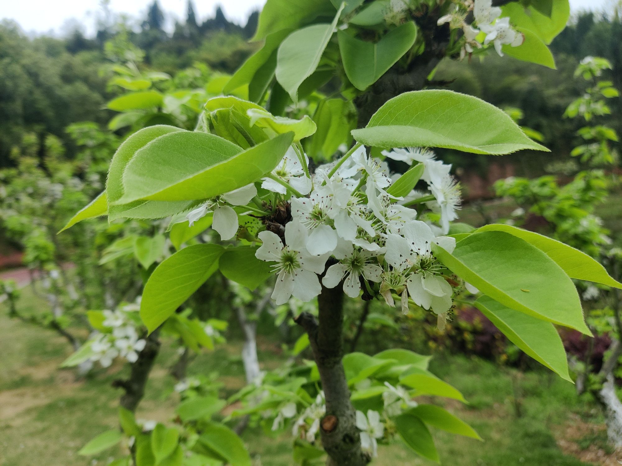 梨树坪湿地公园旅行图片 2