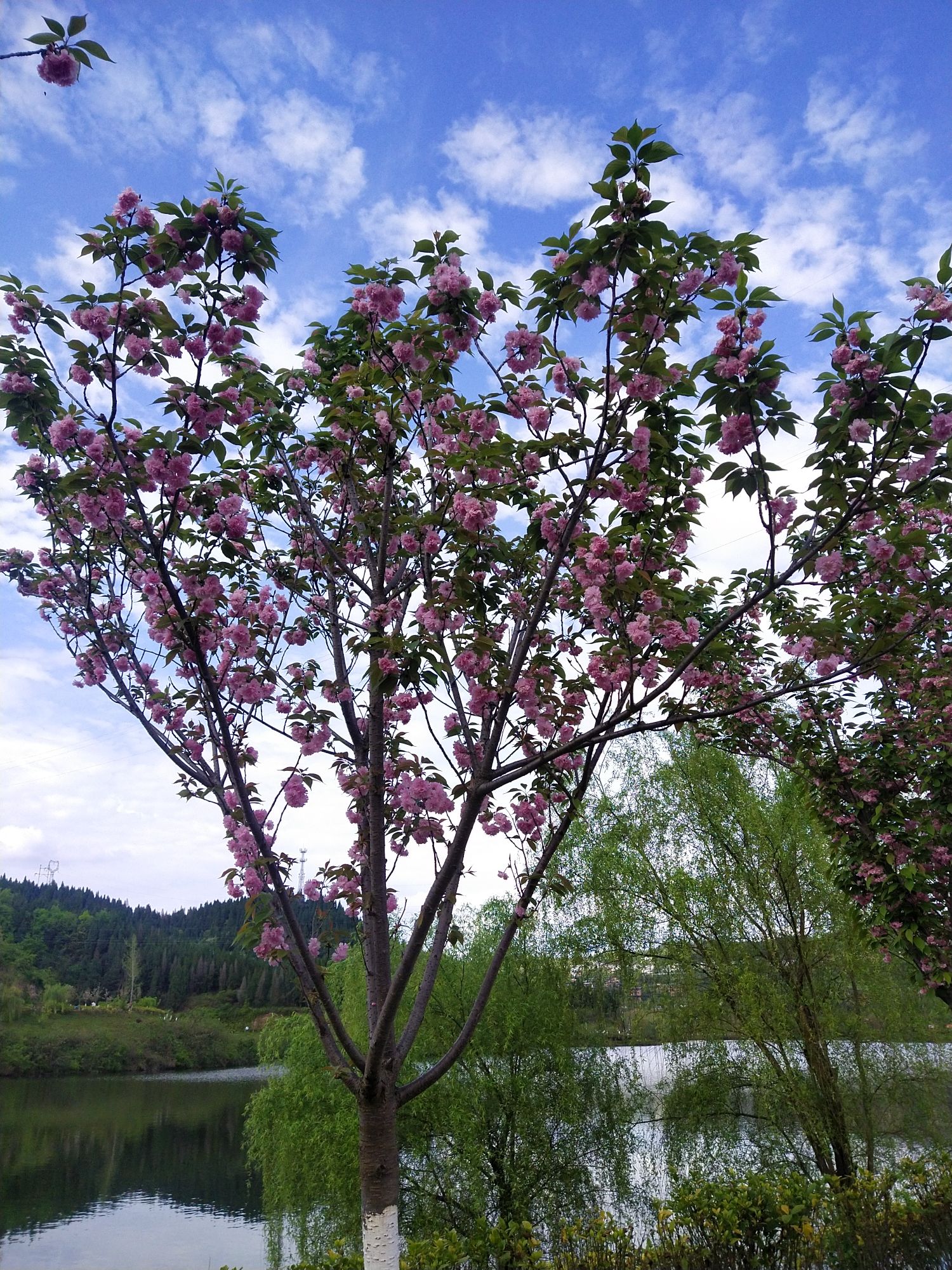 梨树坪湿地公园旅行图片 1