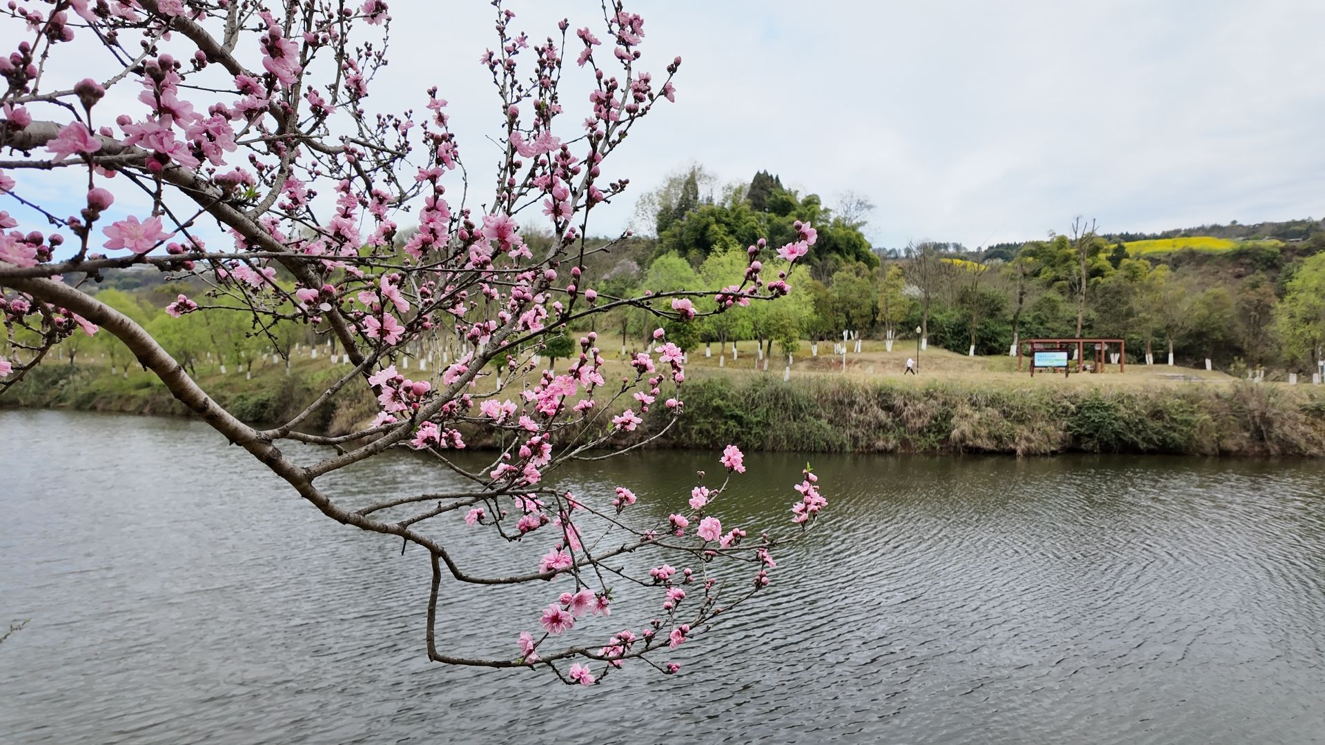 梨树坪湿地公园旅行图片 1