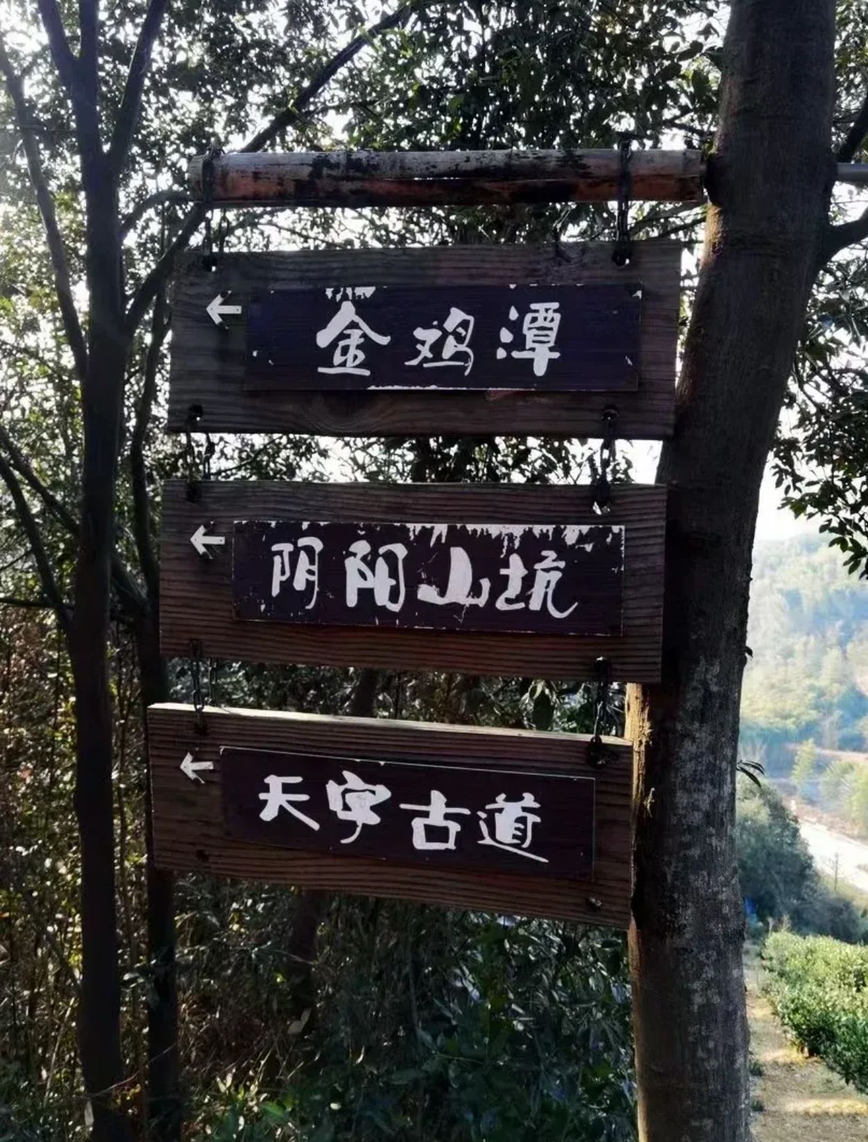皇觉寺旅行图片 2