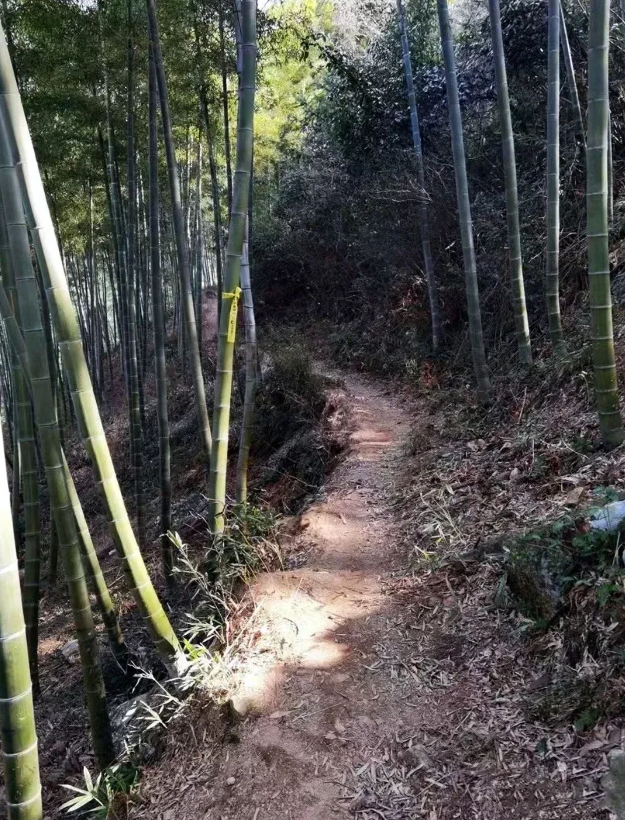 皇觉寺旅行图片 3