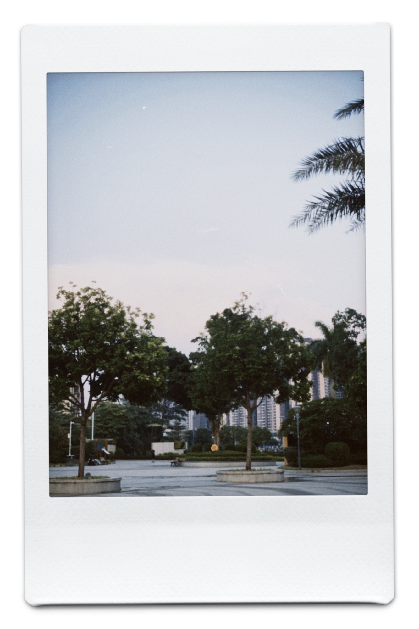 东菊公园旅行图片 3