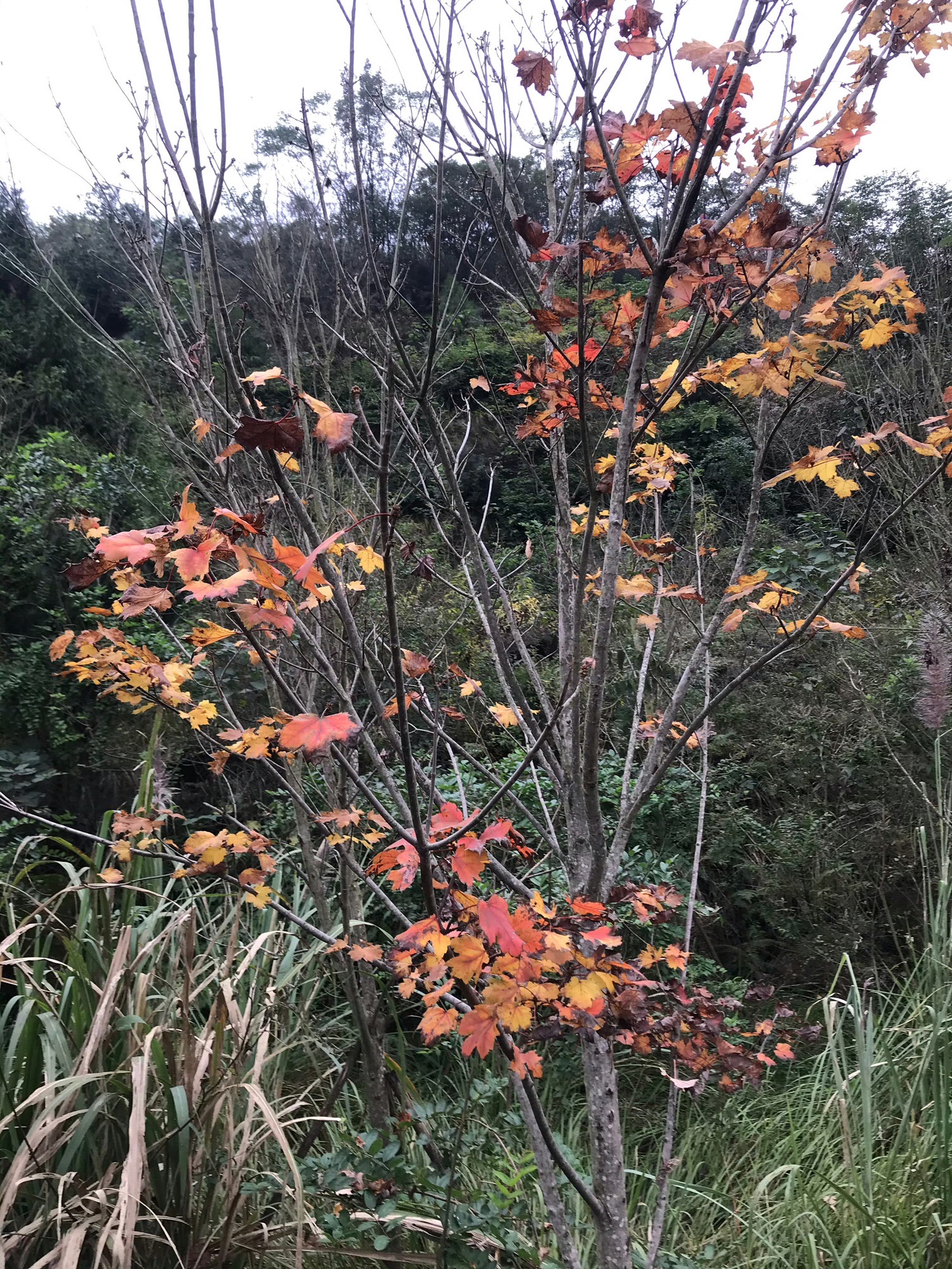 七坪寨乡村旅游景区旅行图片 3