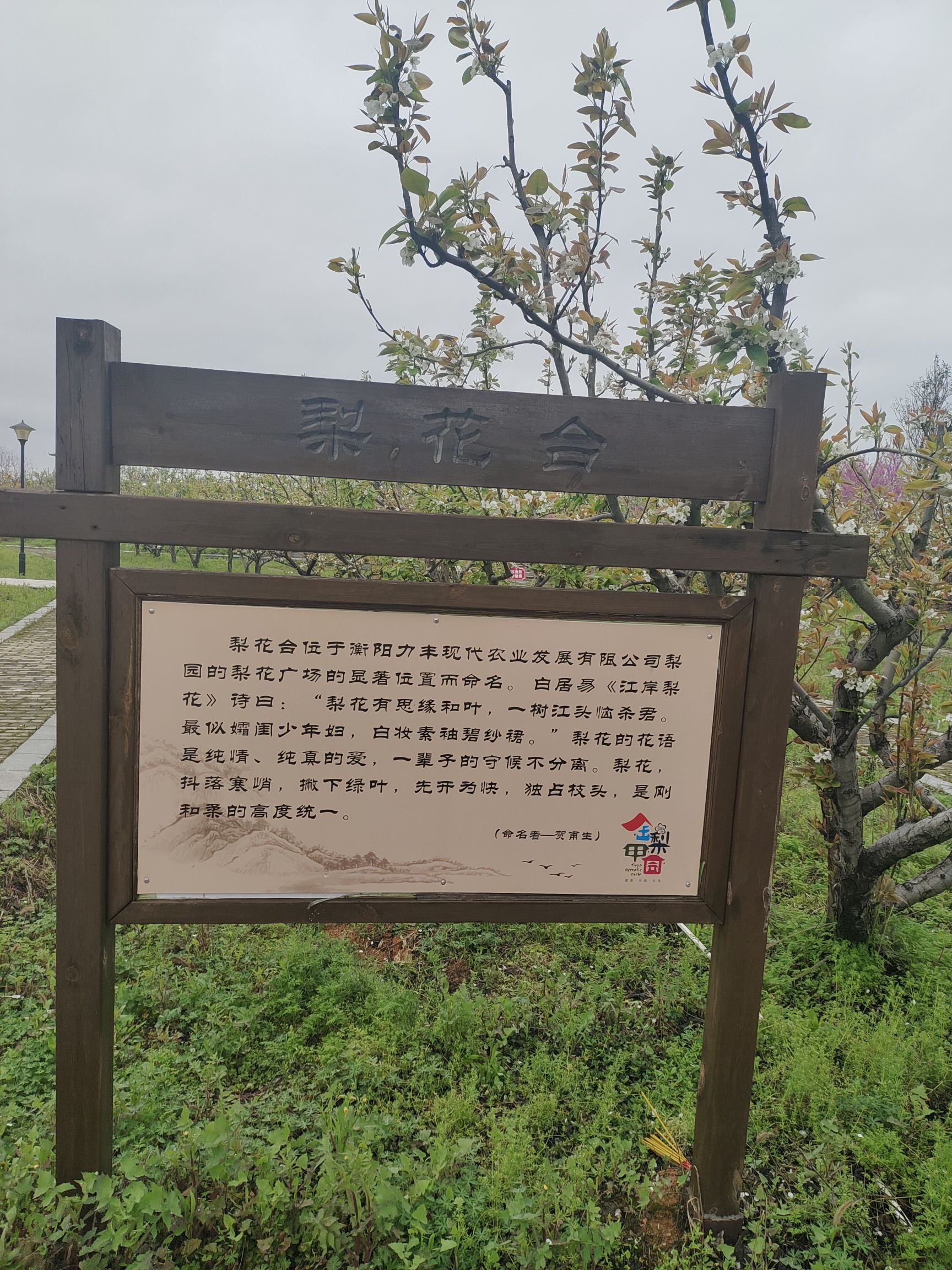 金甲梨园旅行图片 1